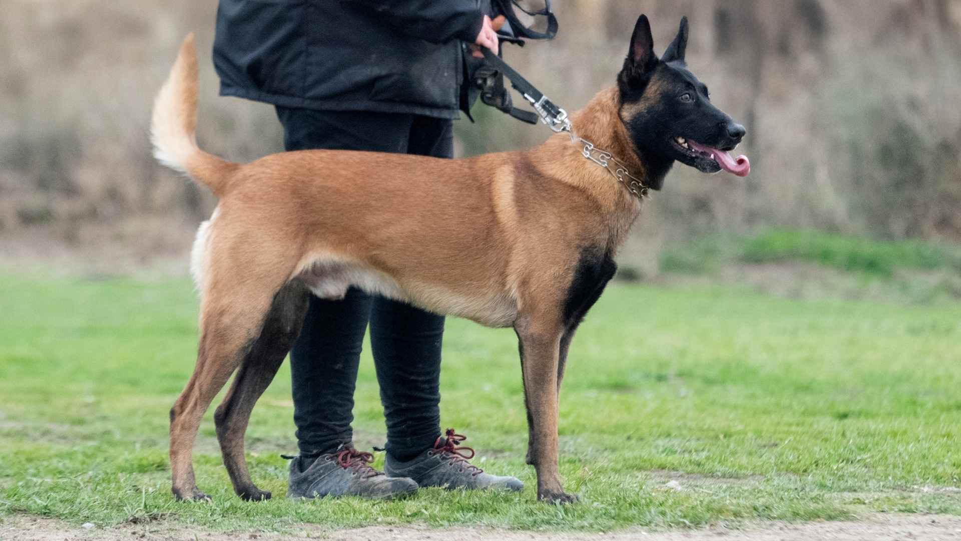 7 Best Brave Dog Breeds For Self-Defense