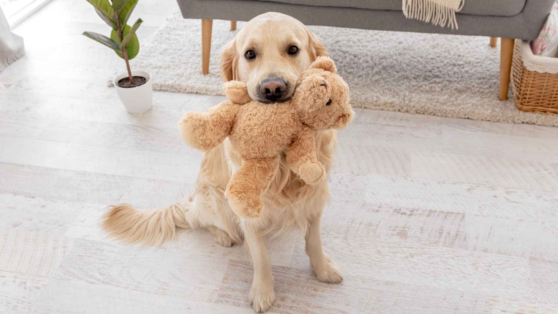 7 Sensitive Dog Breeds That Love Soft Toys for Cozy Companionship