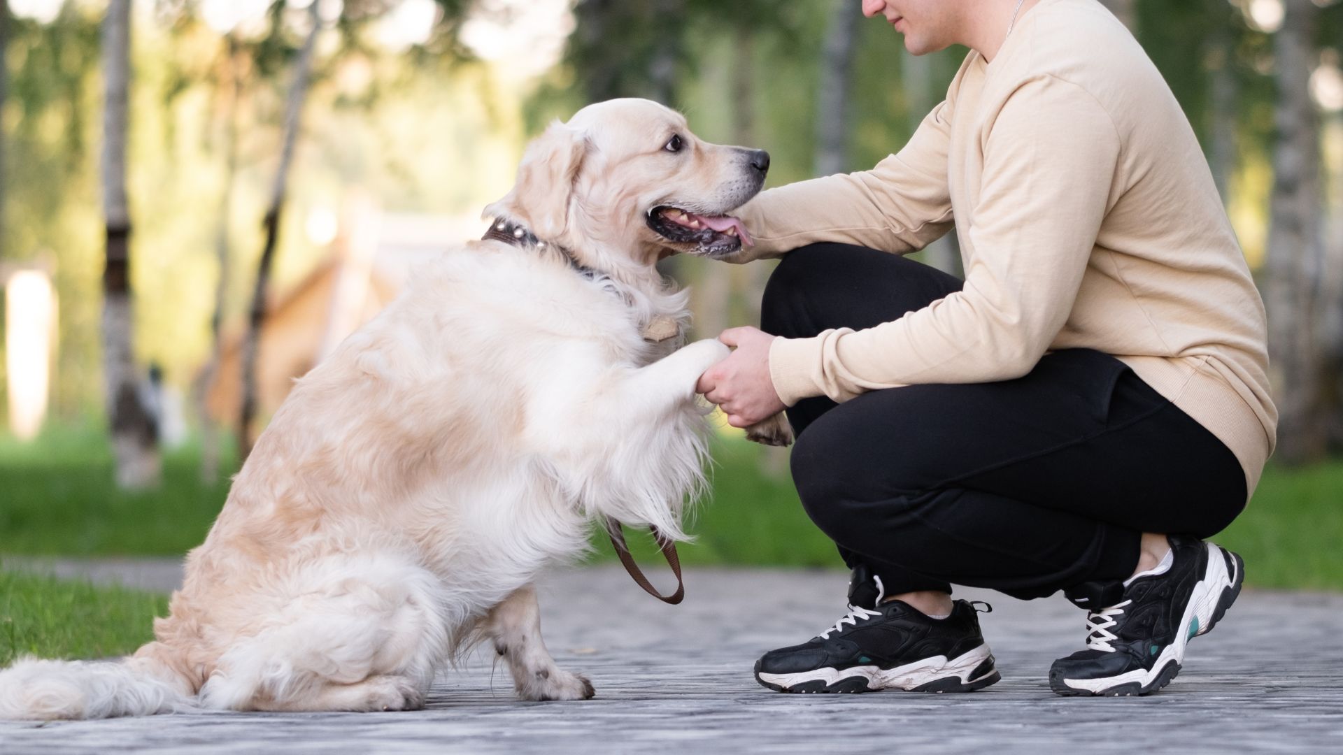 7 Best Dog Breeds Embodying True Partner Spirit