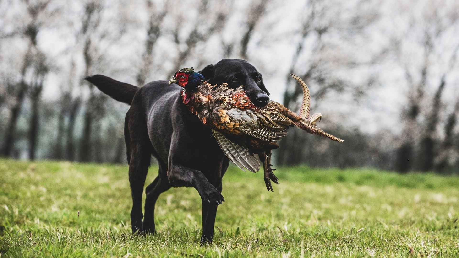 7 Best Dog Breeds For Birdwatching