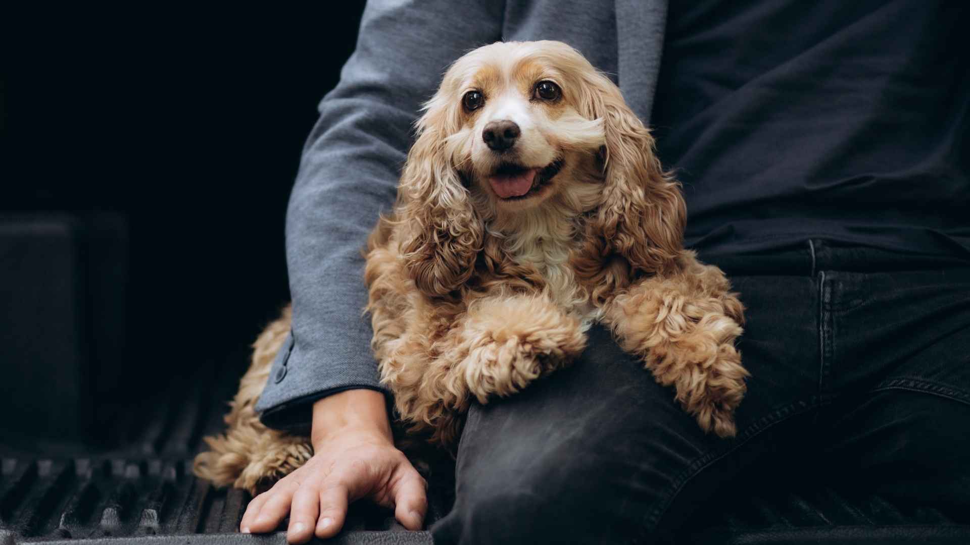 7 Best Dog Breeds For Bringing Joy