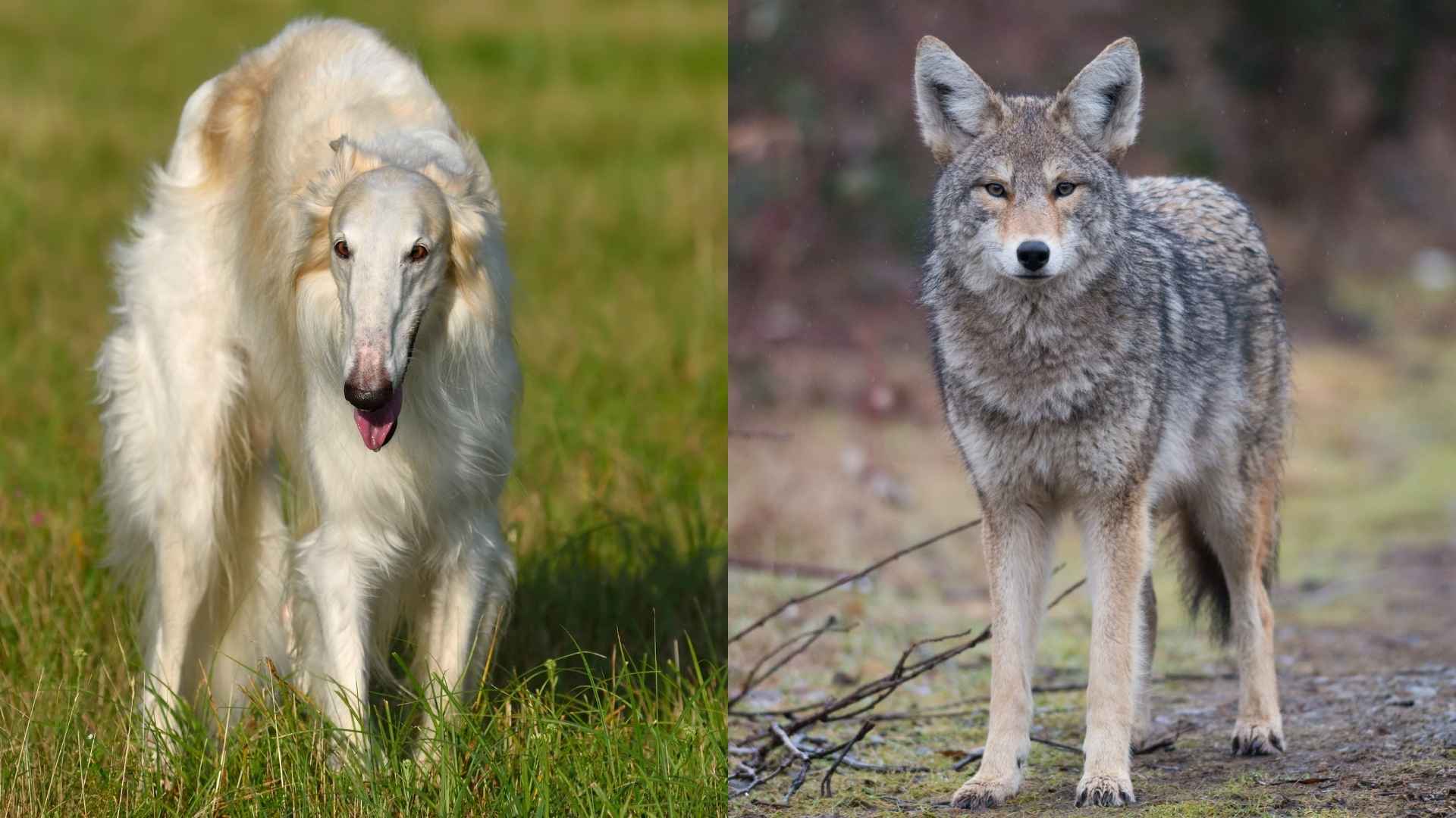 7 Best Dog Breeds For Coyote Deterrence