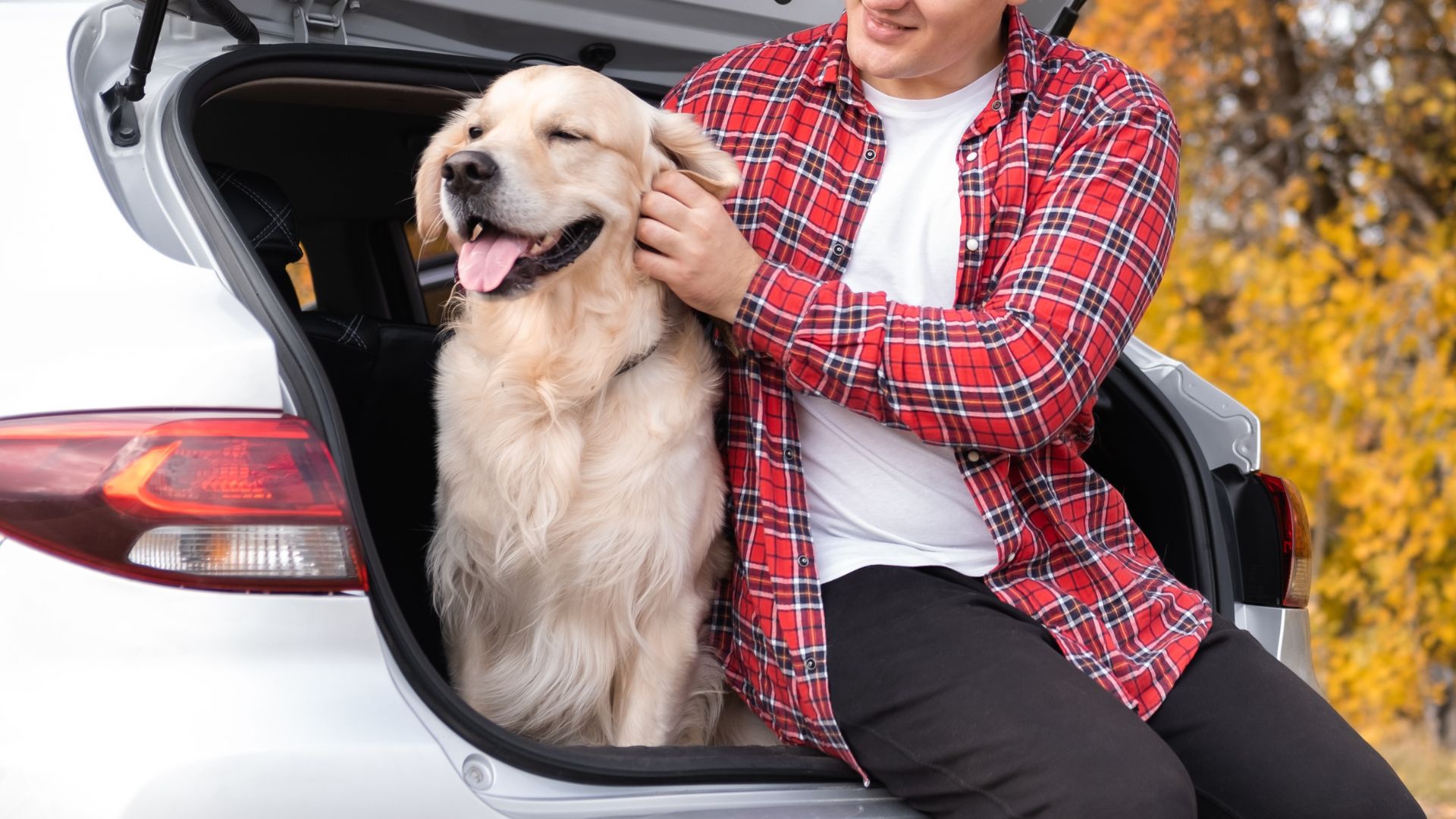 7 Best Dog Breeds For Day Trips