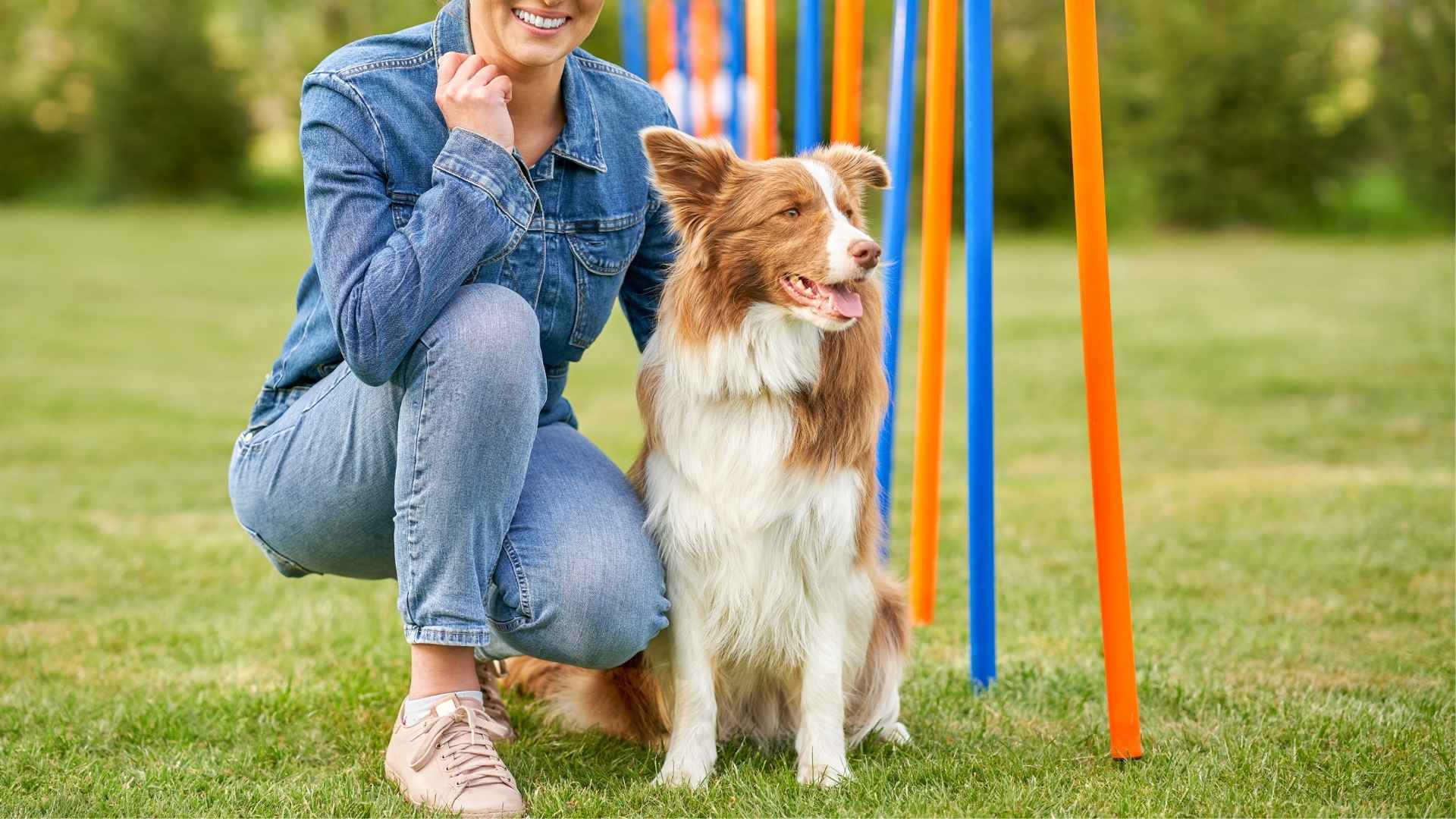 7 Best Dog Breeds For Experienced Owners