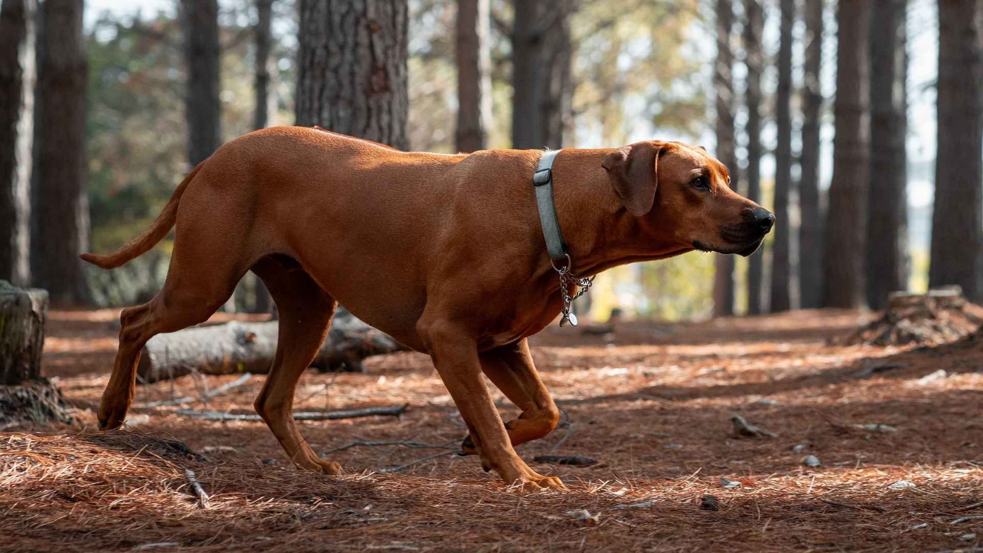 7 Best Dog Breeds For Mountain Lion Tracking