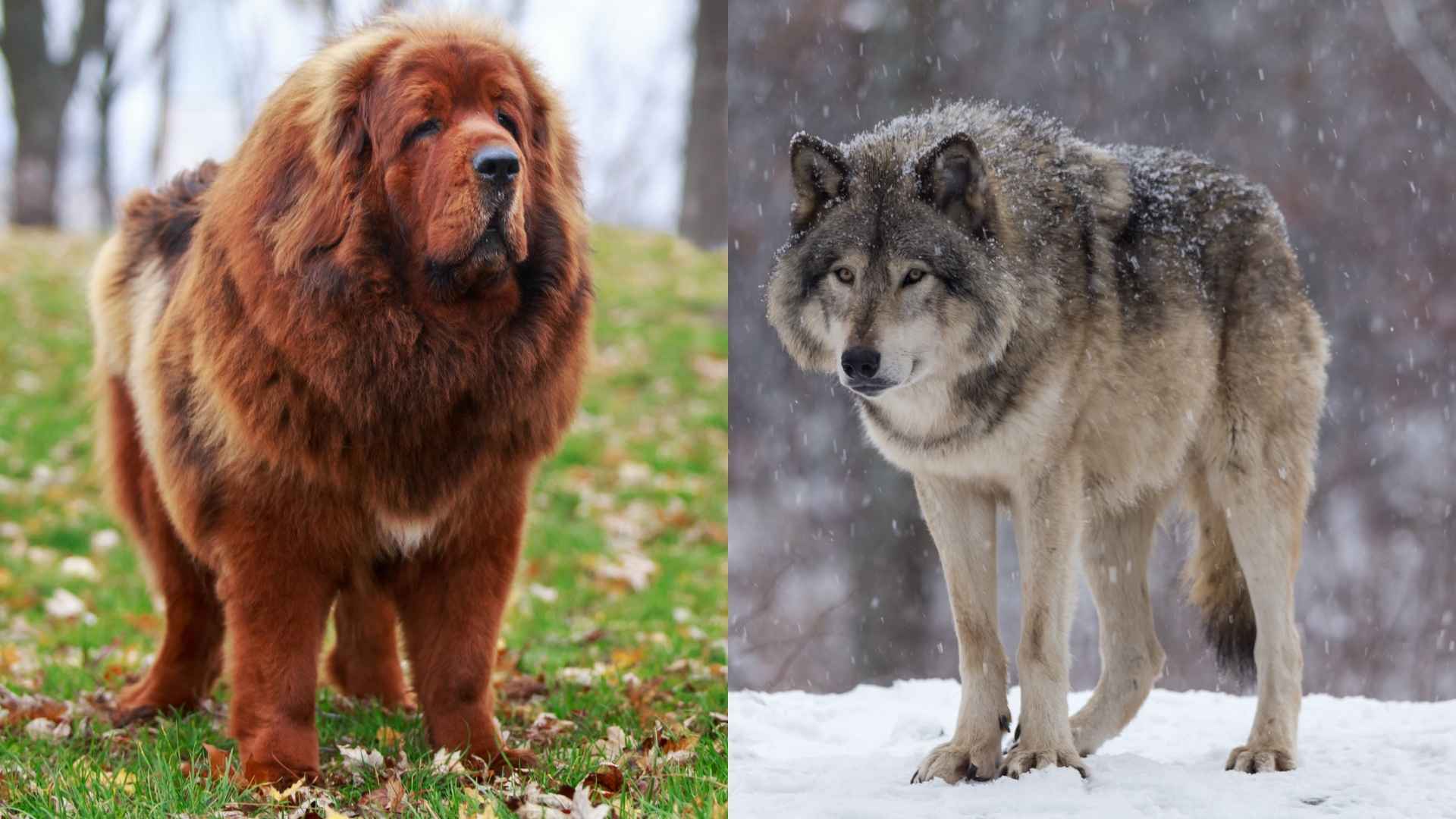 7 Best Dog Breeds For Wolf Deterrence