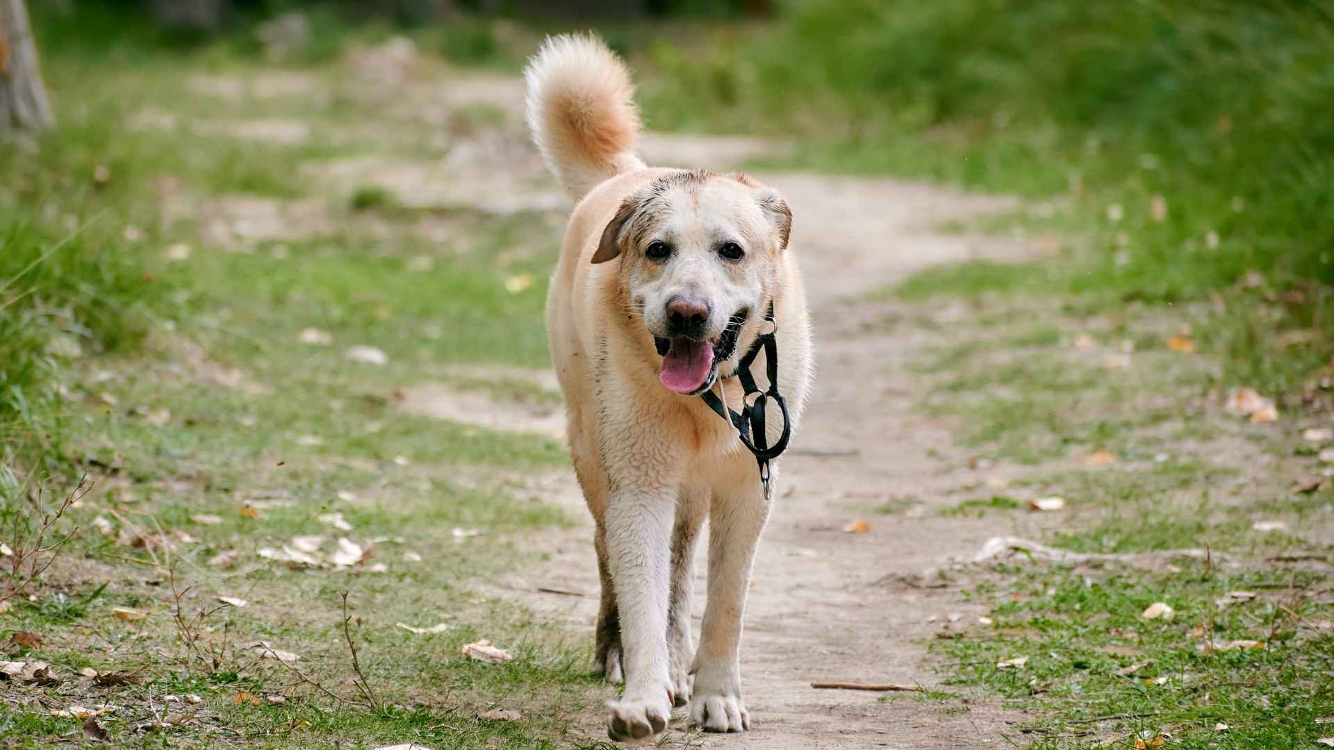 7 Best Dog Breeds Remaining True Through Trials
