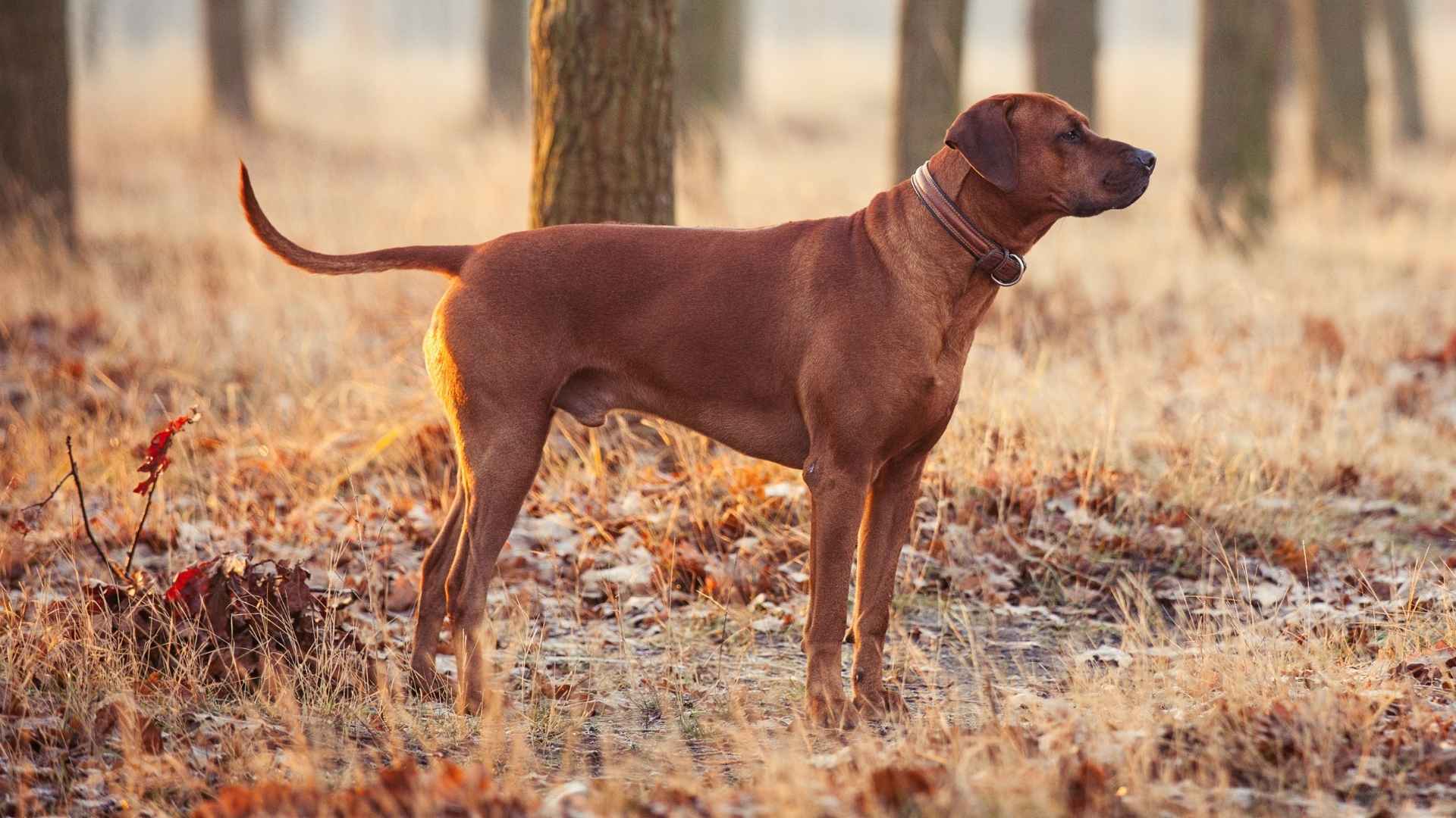 7 Best Dog Breeds That Can Hunt and Guard at the Same Time
