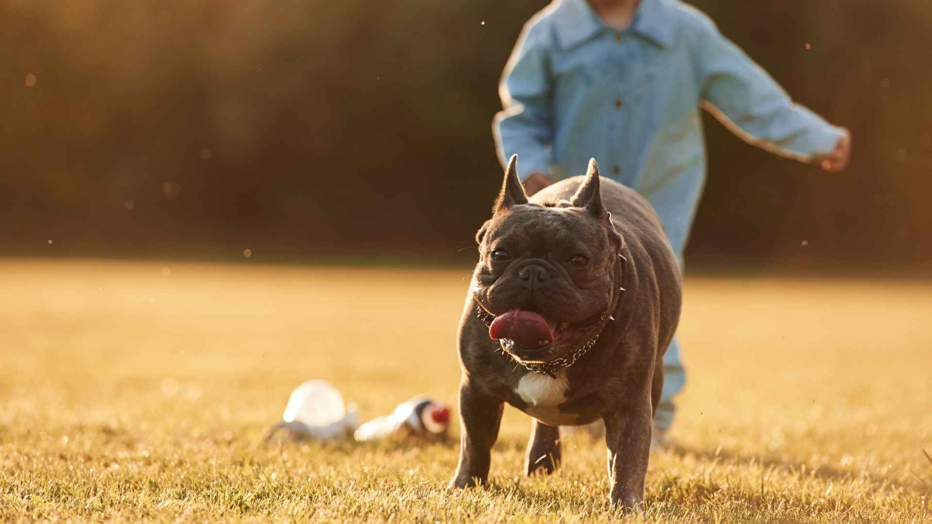 7 Best Dog Breeds That Love Playing With Toddlers