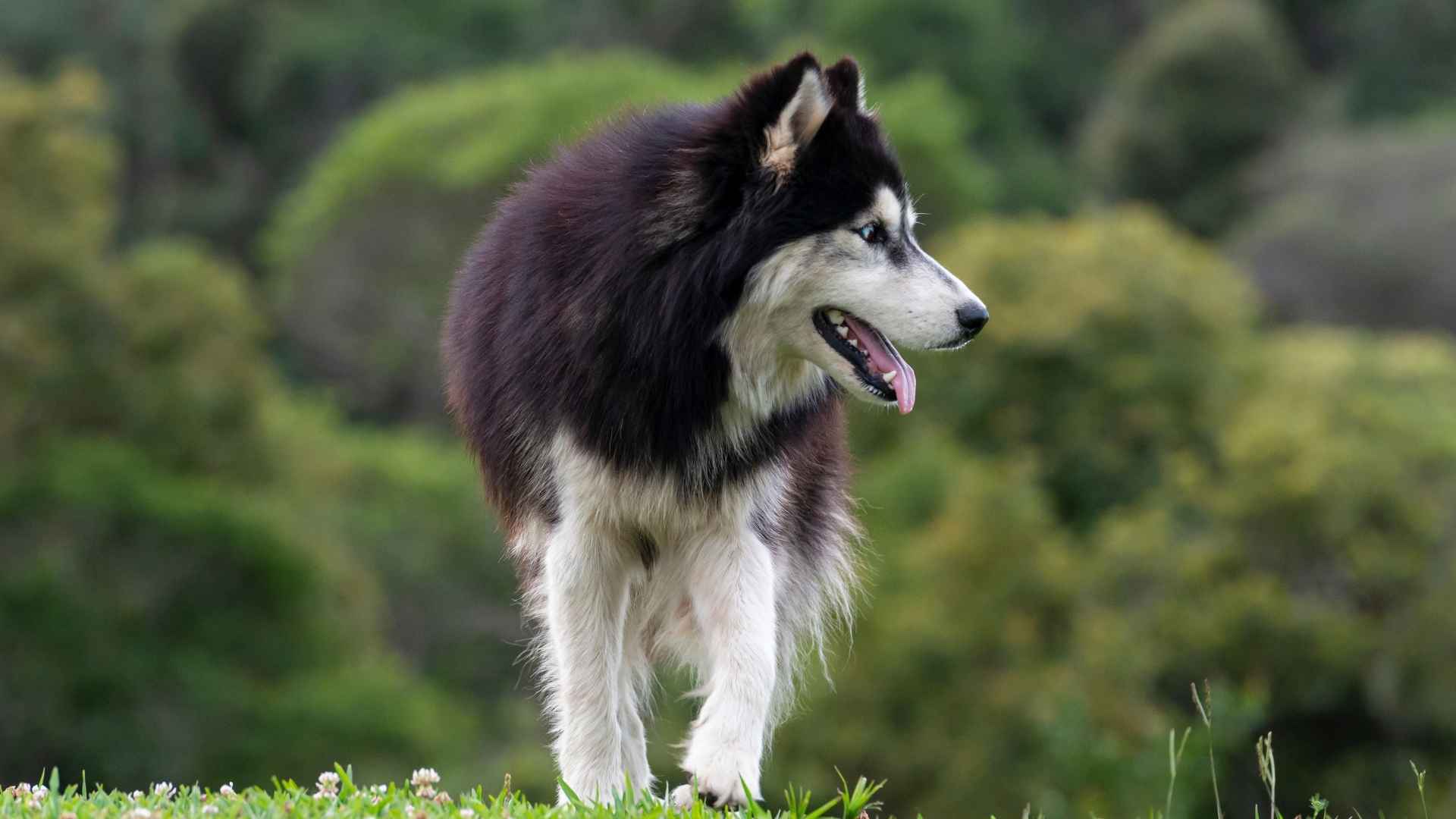 7 Best Dog Breeds To Avoid If You Enjoy a Calm Home Environment