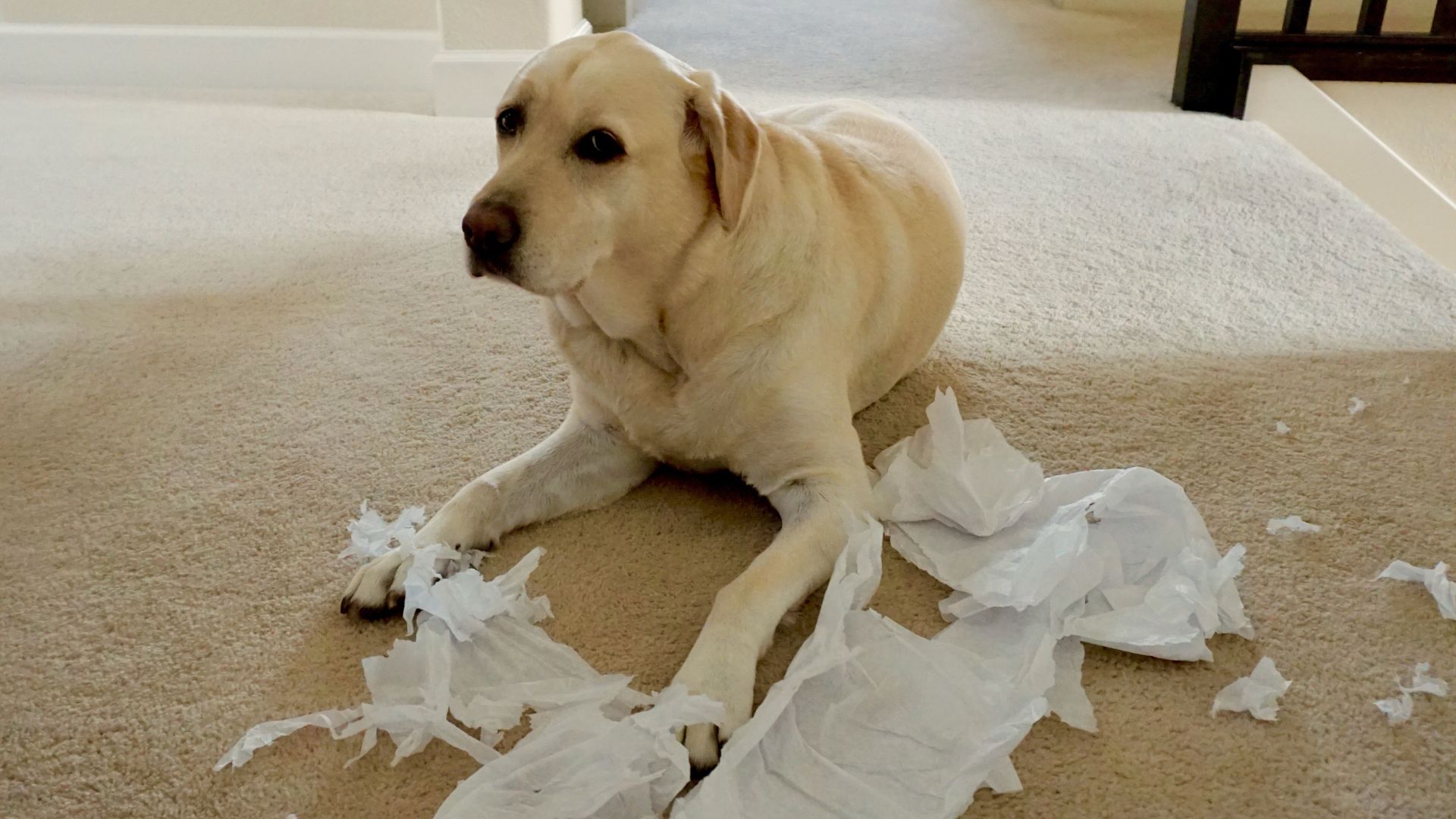 7 Best Dog Breeds To Avoid If You're Busy