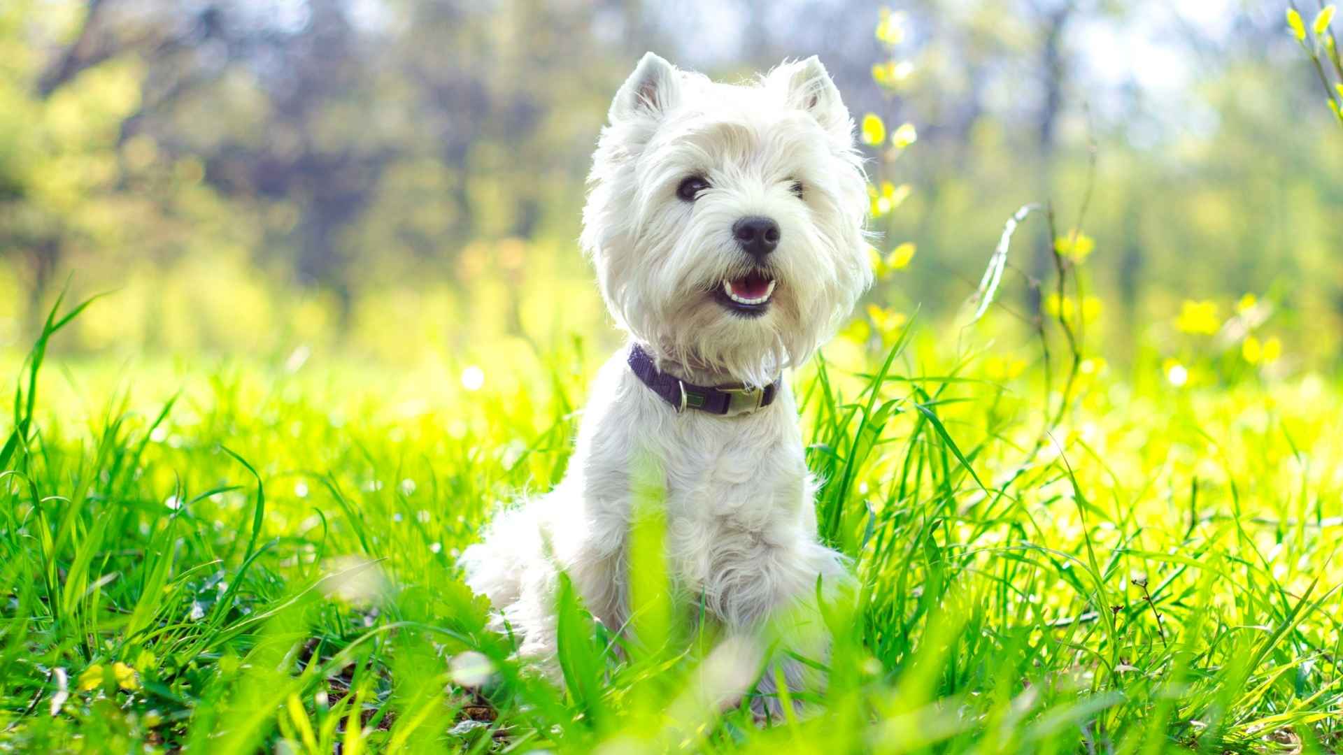 7 Best Dog Breeds With Naturally Odor-Free Coats