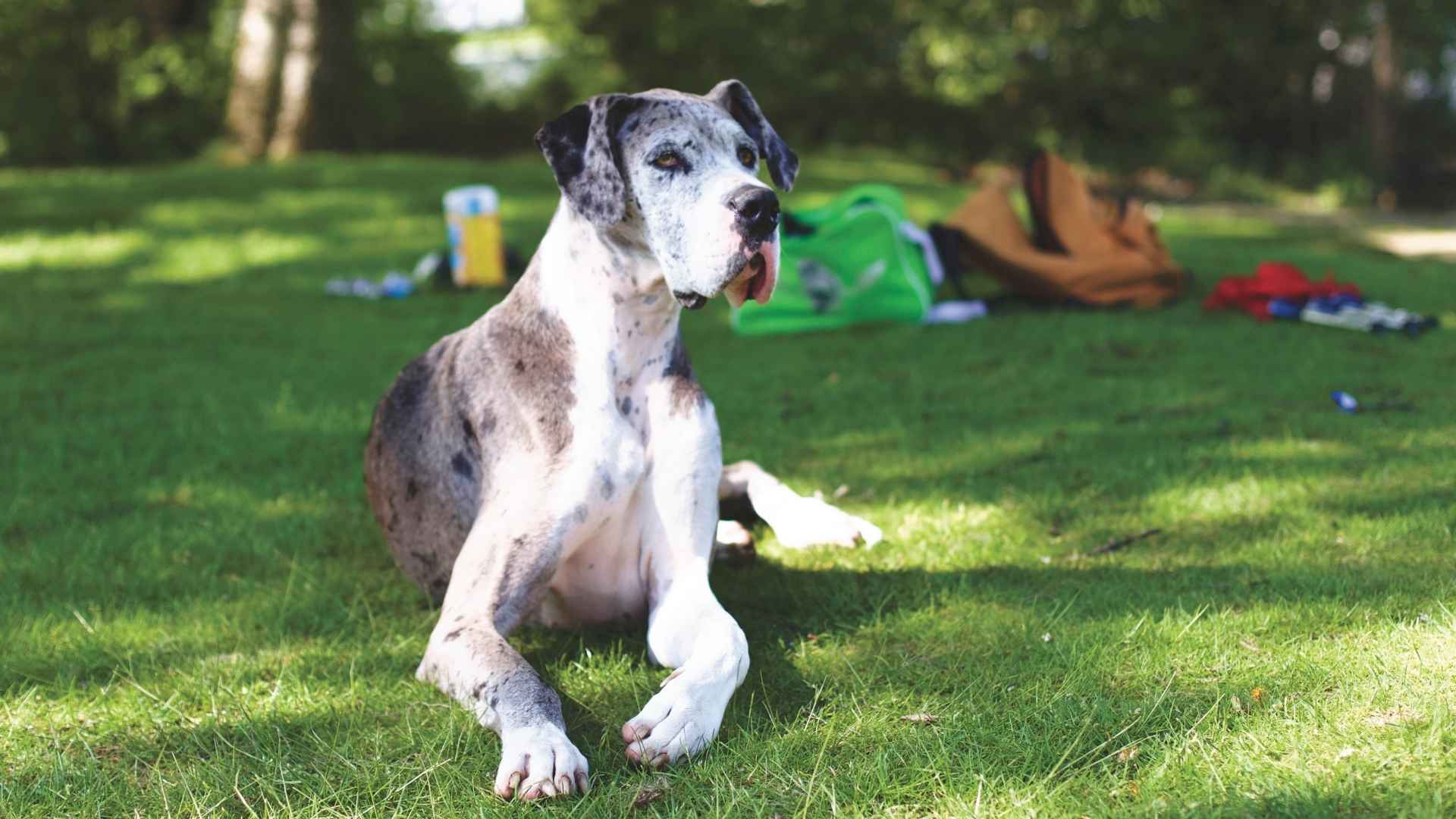 7 Best Dog Breeds With Unmatched Presence That Will Amaze You