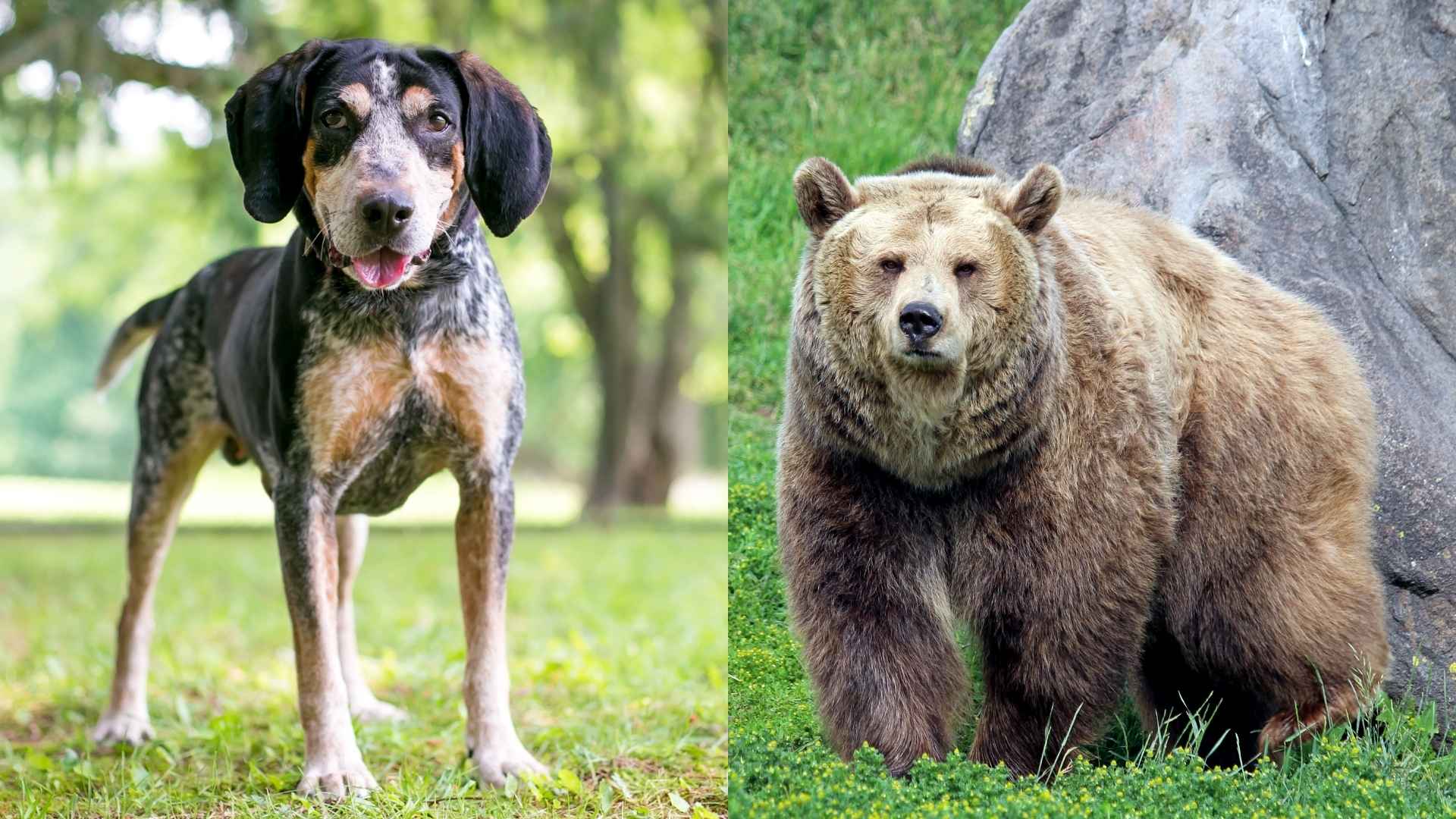 7 Best Dog Breeds for Bear Hunting