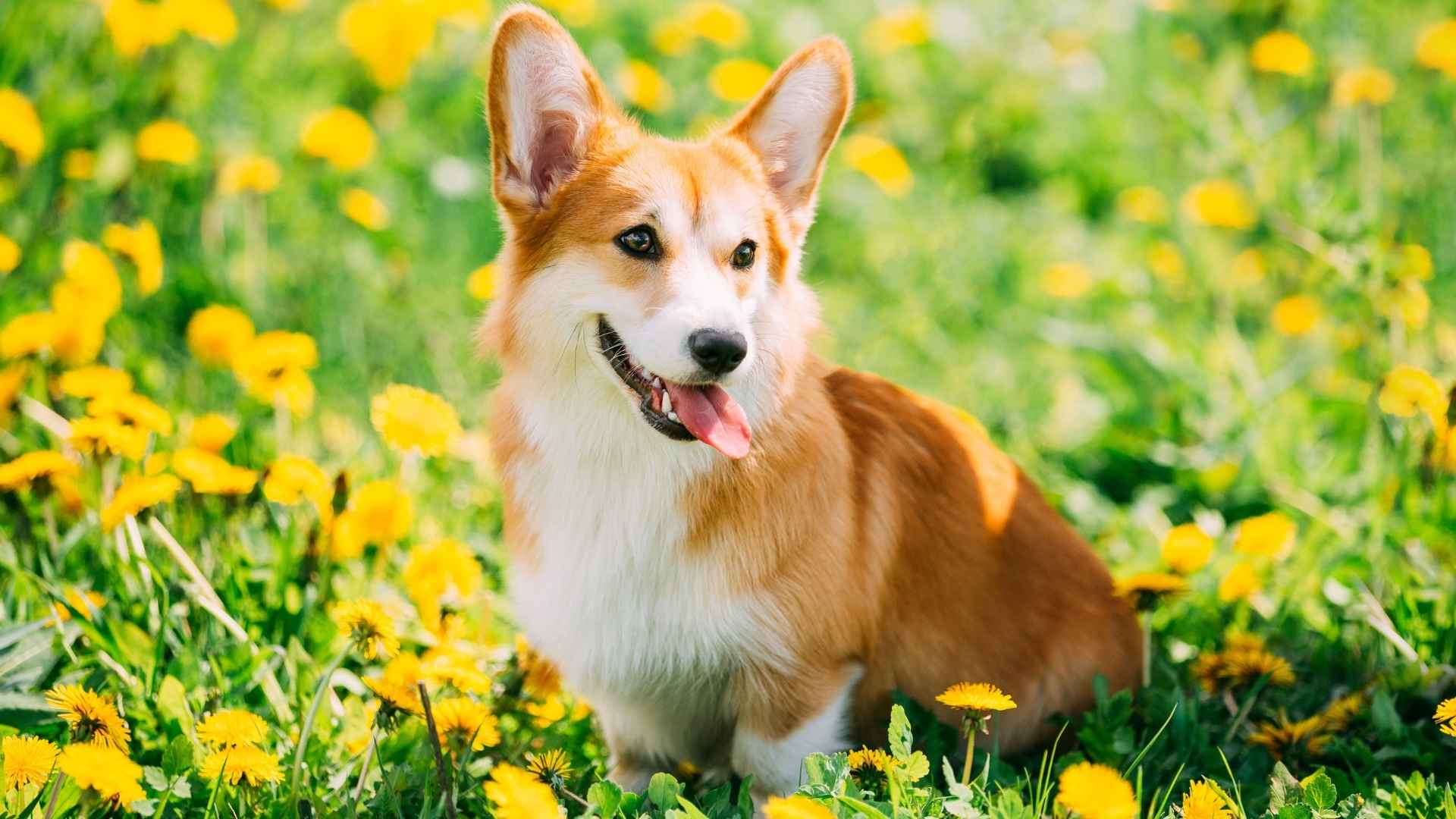 7 Best Dog Breeds for Estate Gardens
