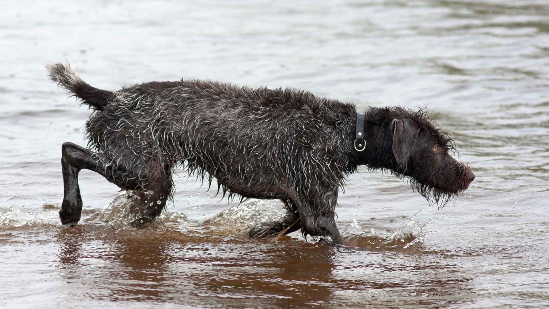 7 Best Dog Breeds for Hunting Waterfowl