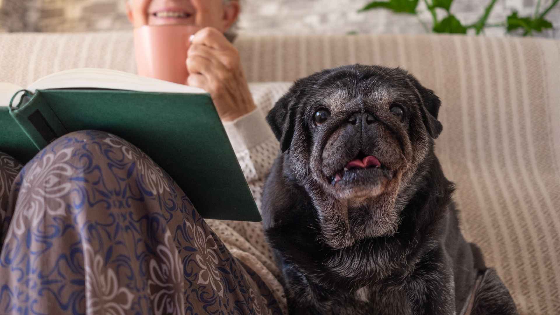 7 Best Dog Breeds for Retirement Homes