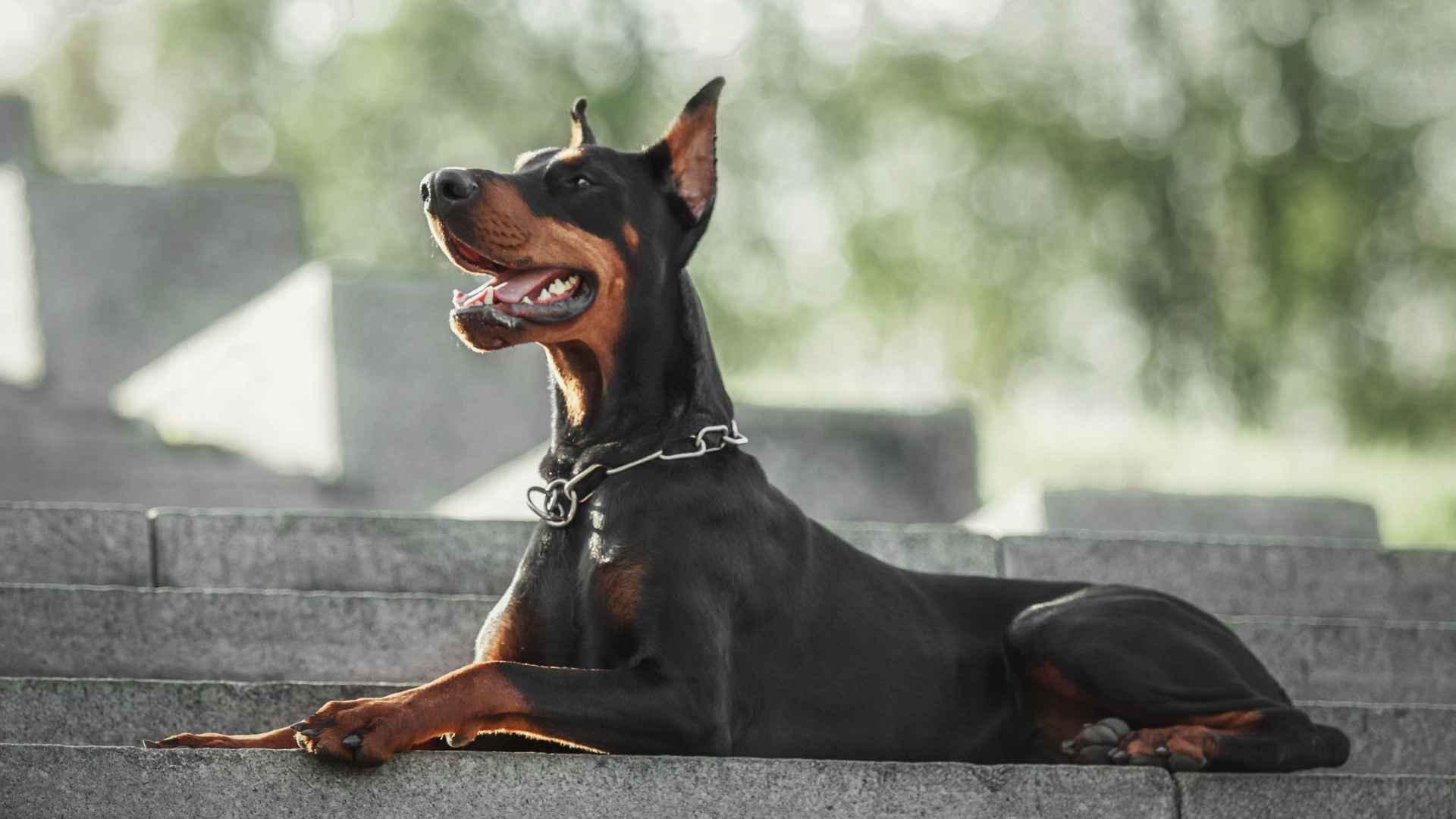 7 Best Dog Breeds for VIP Protection