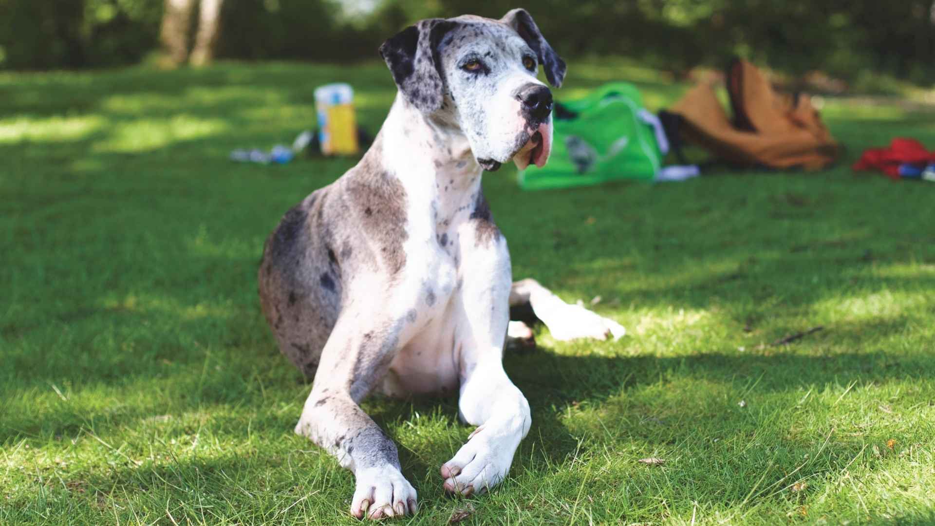 7 Best Dog Breeds to Avoid Due to Health Issues
