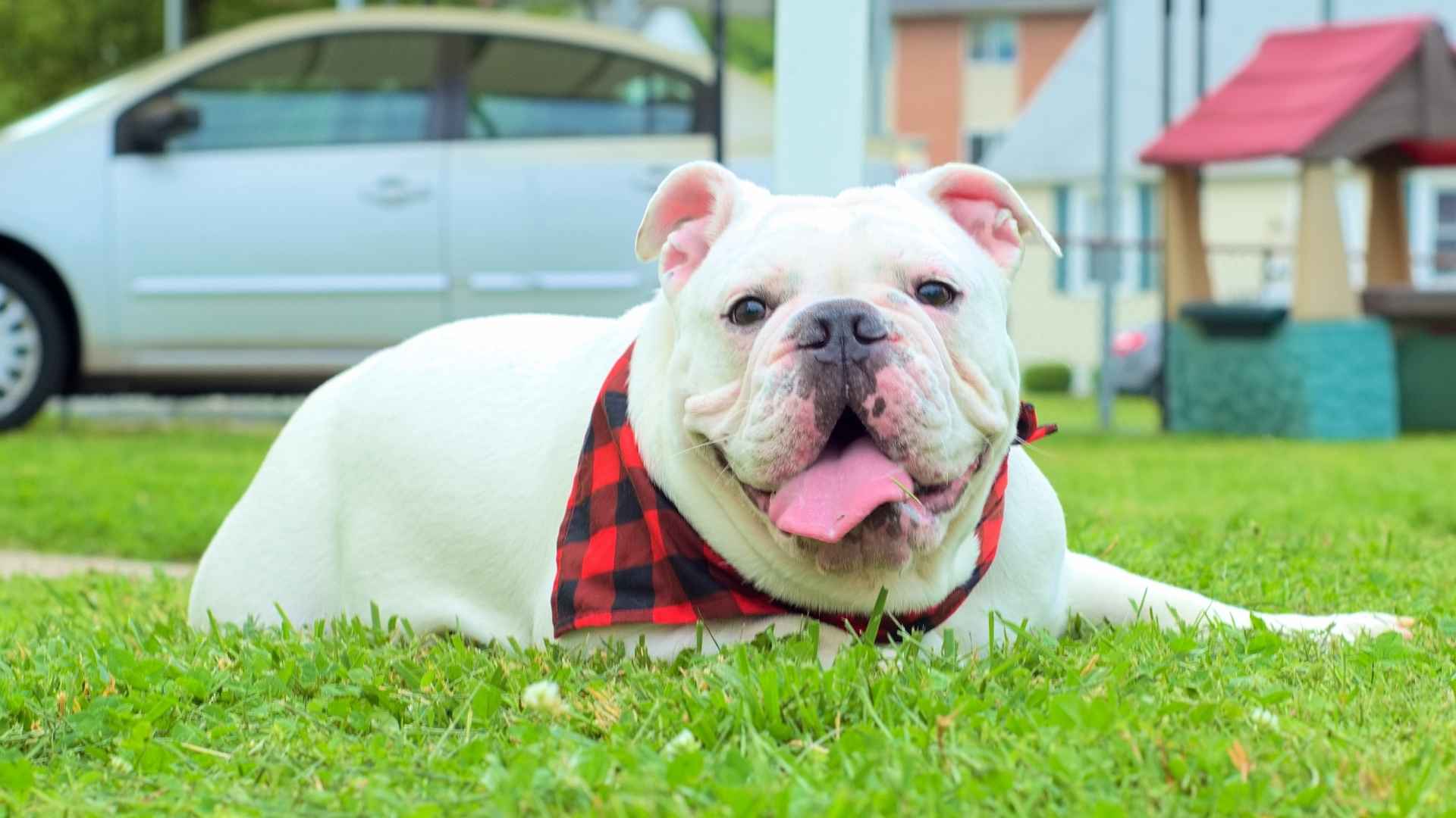 7 Best Dog Breeds to Avoid If You Are Health-Conscious