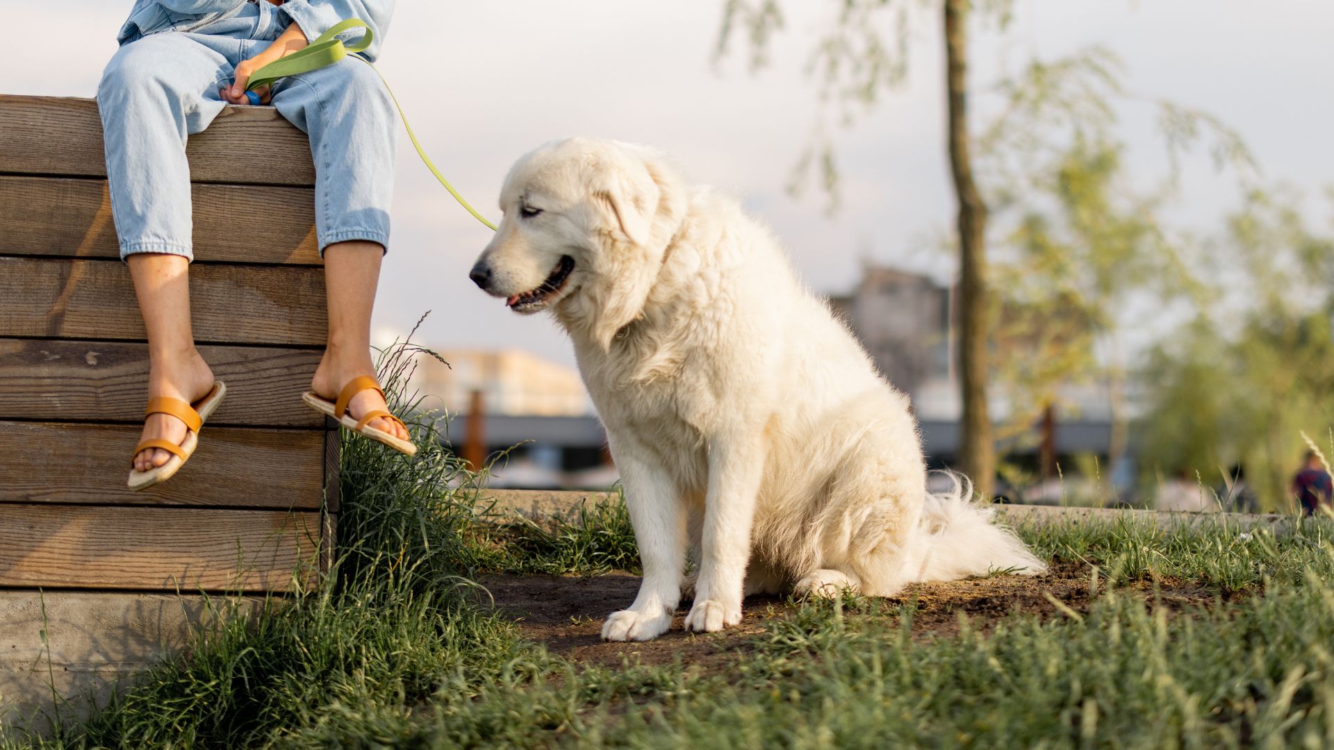 7 Best Giant Dog Breeds As Guard Dogs for Your Safety