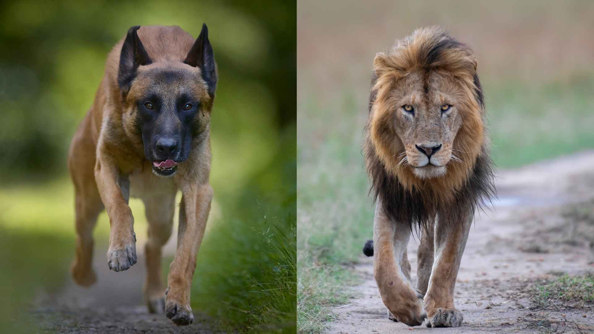 7 Best Guard Dog Breeds For Keeping Lions Away