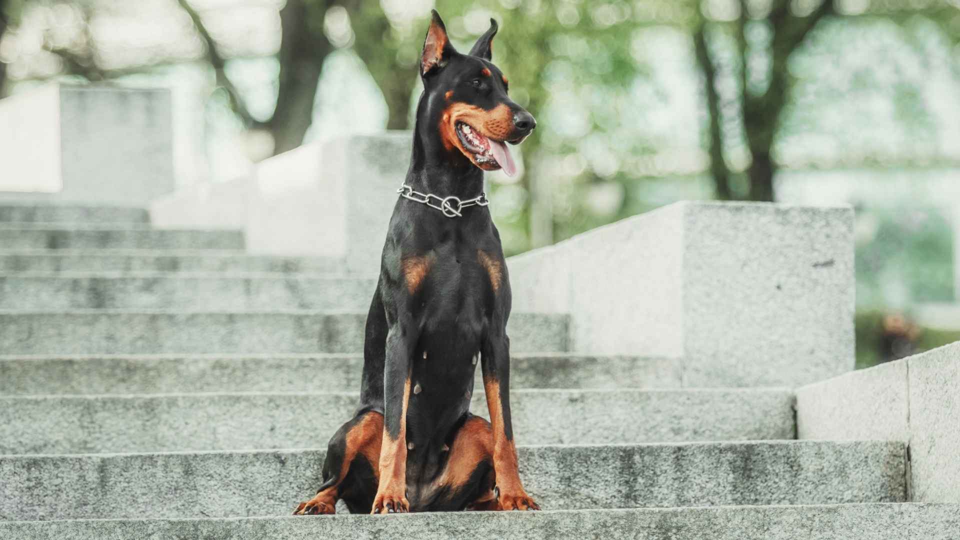 7 Best Guard Dog Breeds For Stadium Security