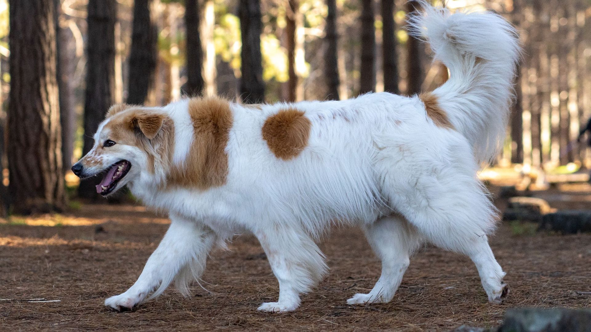 7 Best Guard Dog Breeds For Wildlife Refuges