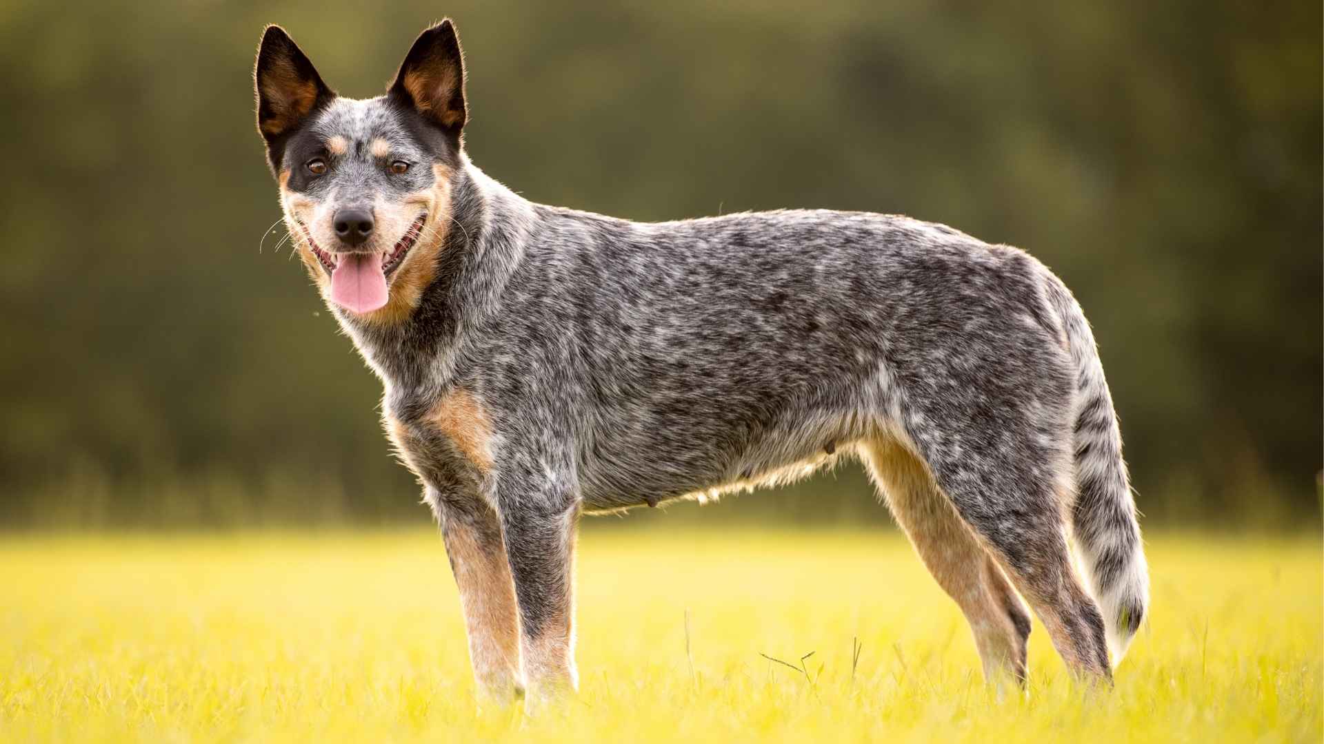 7 Best Guard Dog Breeds That Aren't Too Large