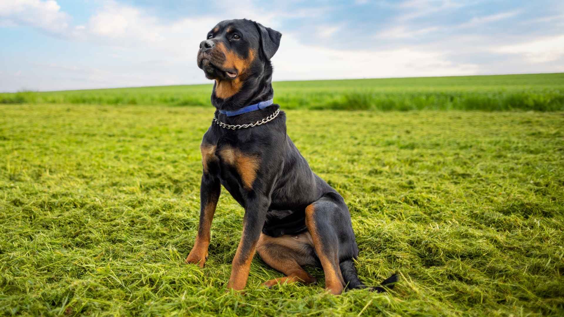 7 Best Guard Dog Breeds for Large Estates and Farms