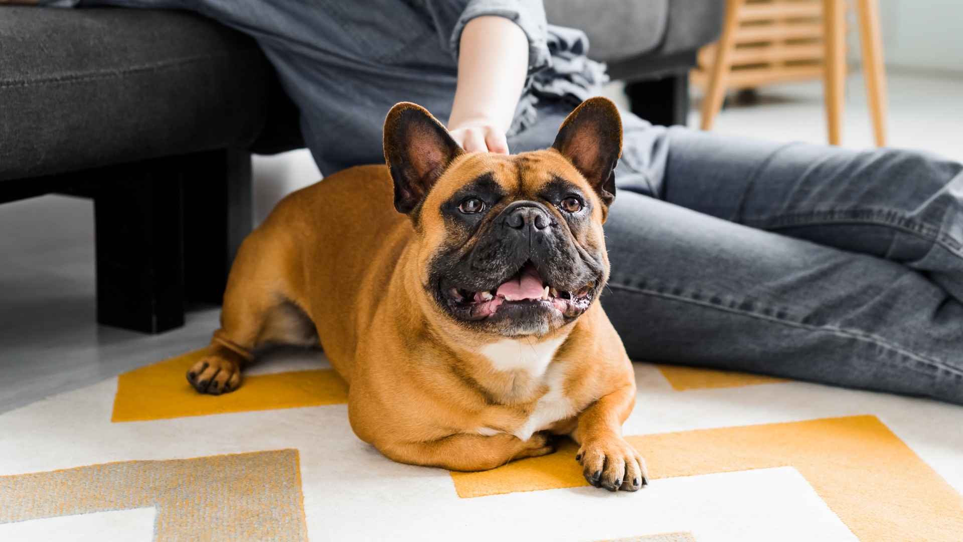 7 Best Guard Dogs For Single Ladies In Apartments