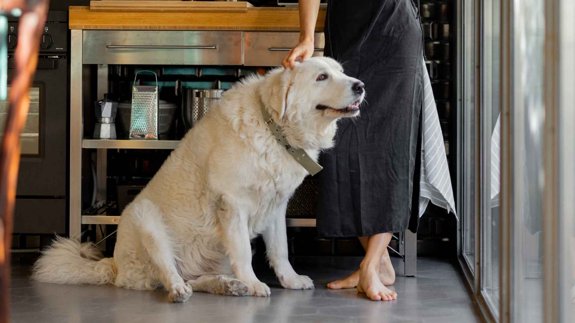 7 Best House Guard Dog Breeds for Single Females