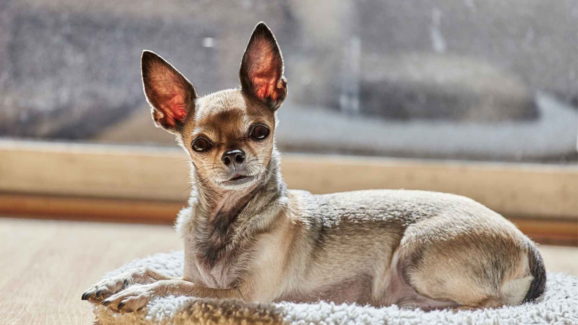 7 Best Indoor Guard Dog Breeds for Watchdog Roles and Protection