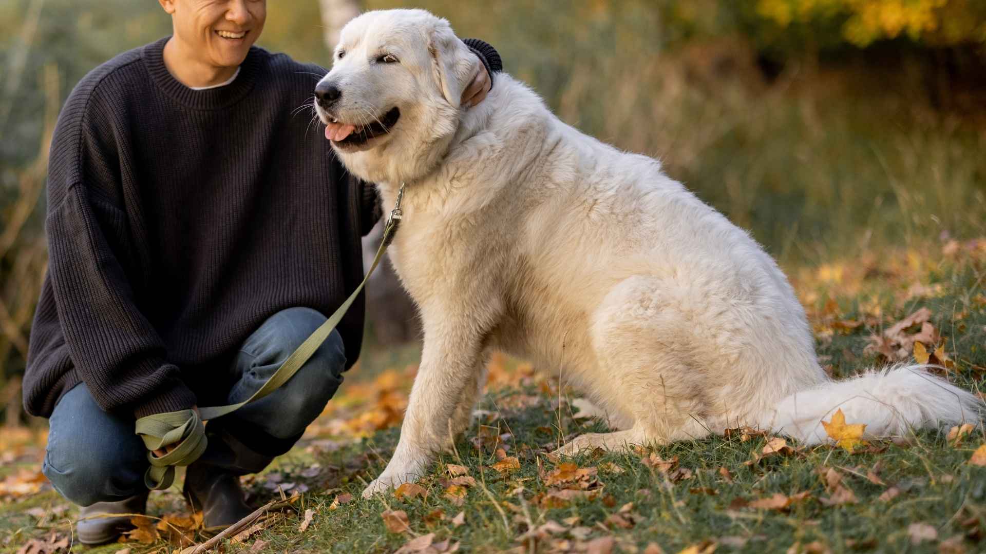 7 Best Intelligent Dog Breeds For Personal Protection