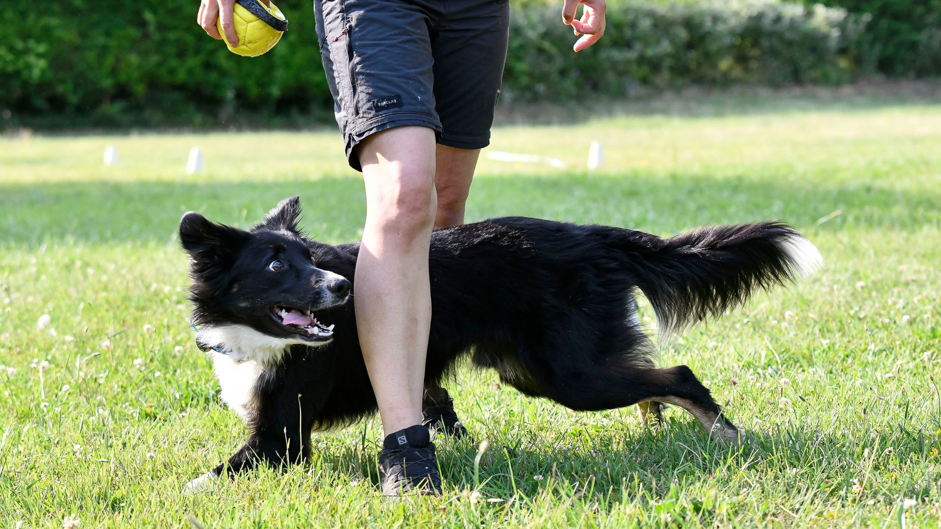 7 Best Intelligent Dog Breeds That Understand Complex Concepts