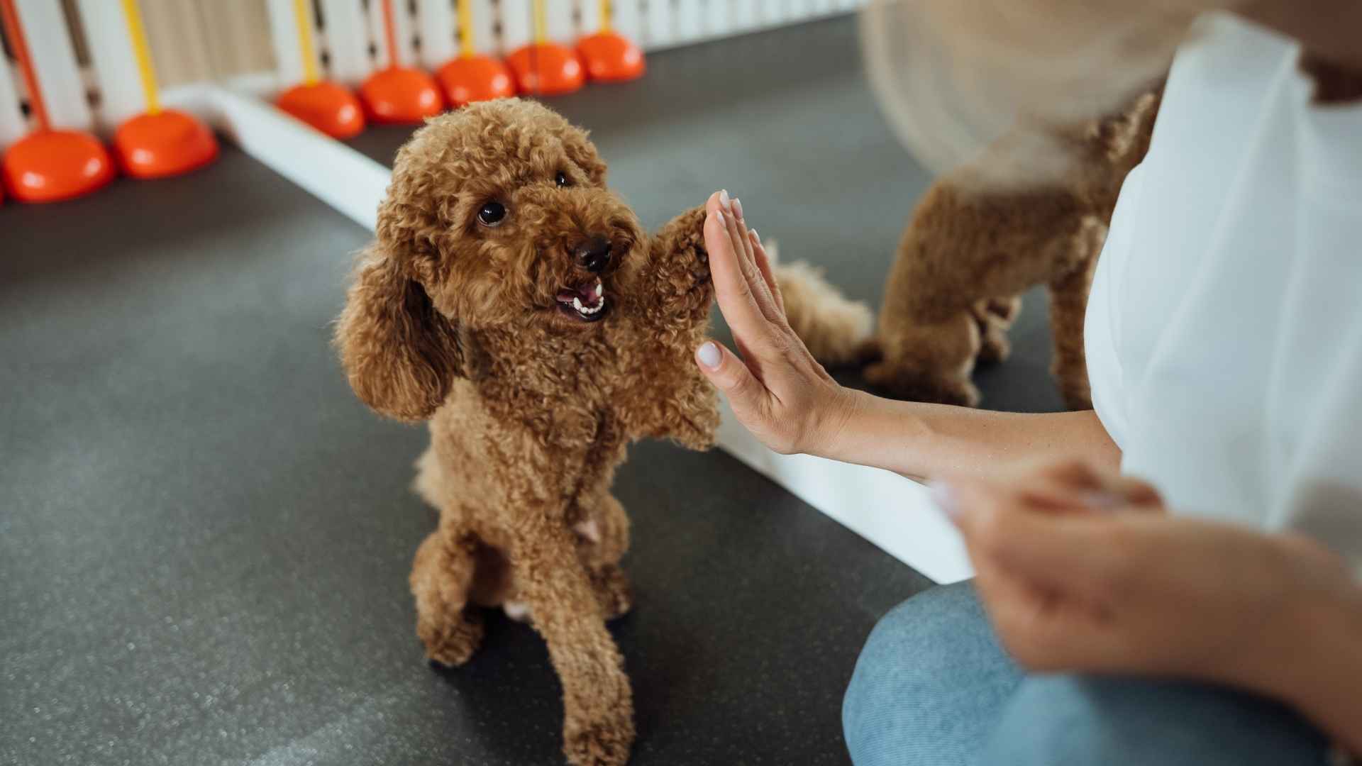 7 Best Intelligent Dog Breeds for Brainiacs