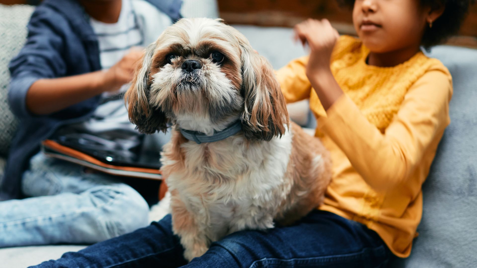 7 Best Loving Dog Breeds For Introducing To Grandchildren