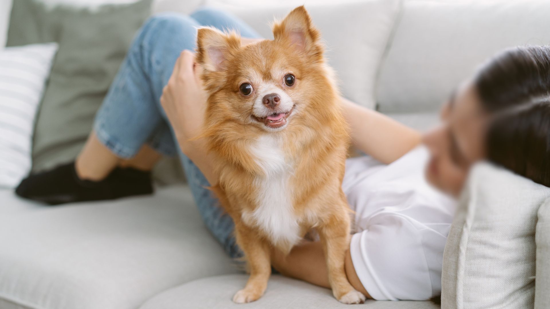 7 Best Loyal Dog Breeds For Long-term Friendship And Unbreakable Bonds
