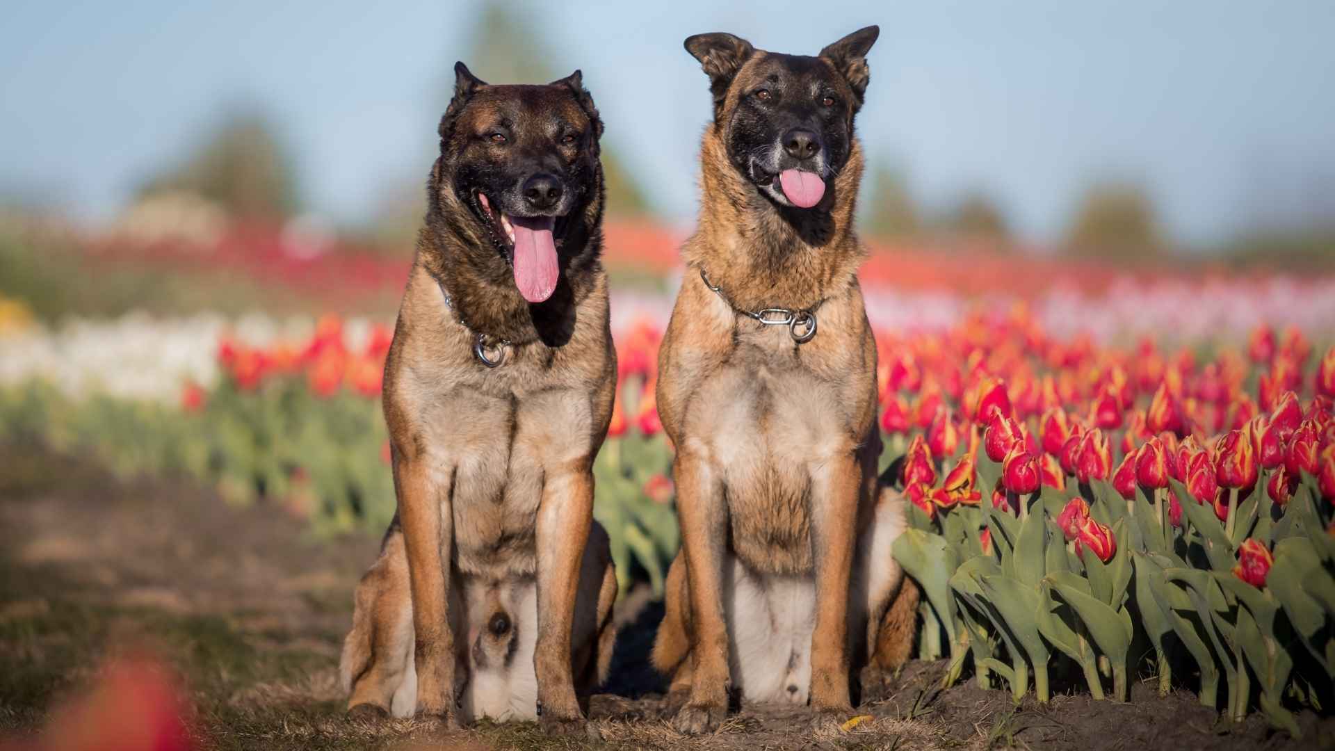 7 Best Muscular Dog Breeds For Intense Work Ethic And Stamina