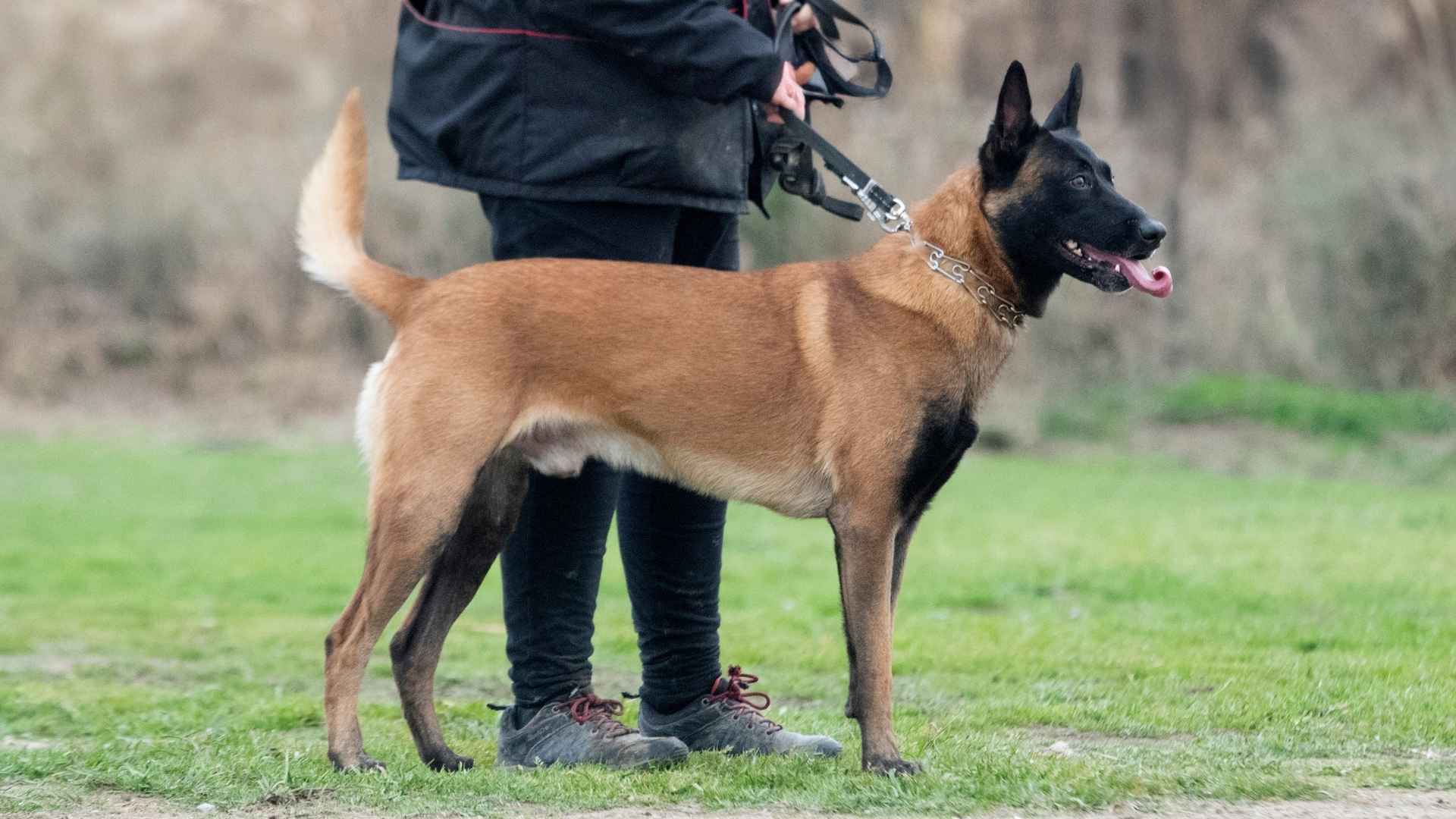 7 Best Muscular Dog Breeds For Personal Security