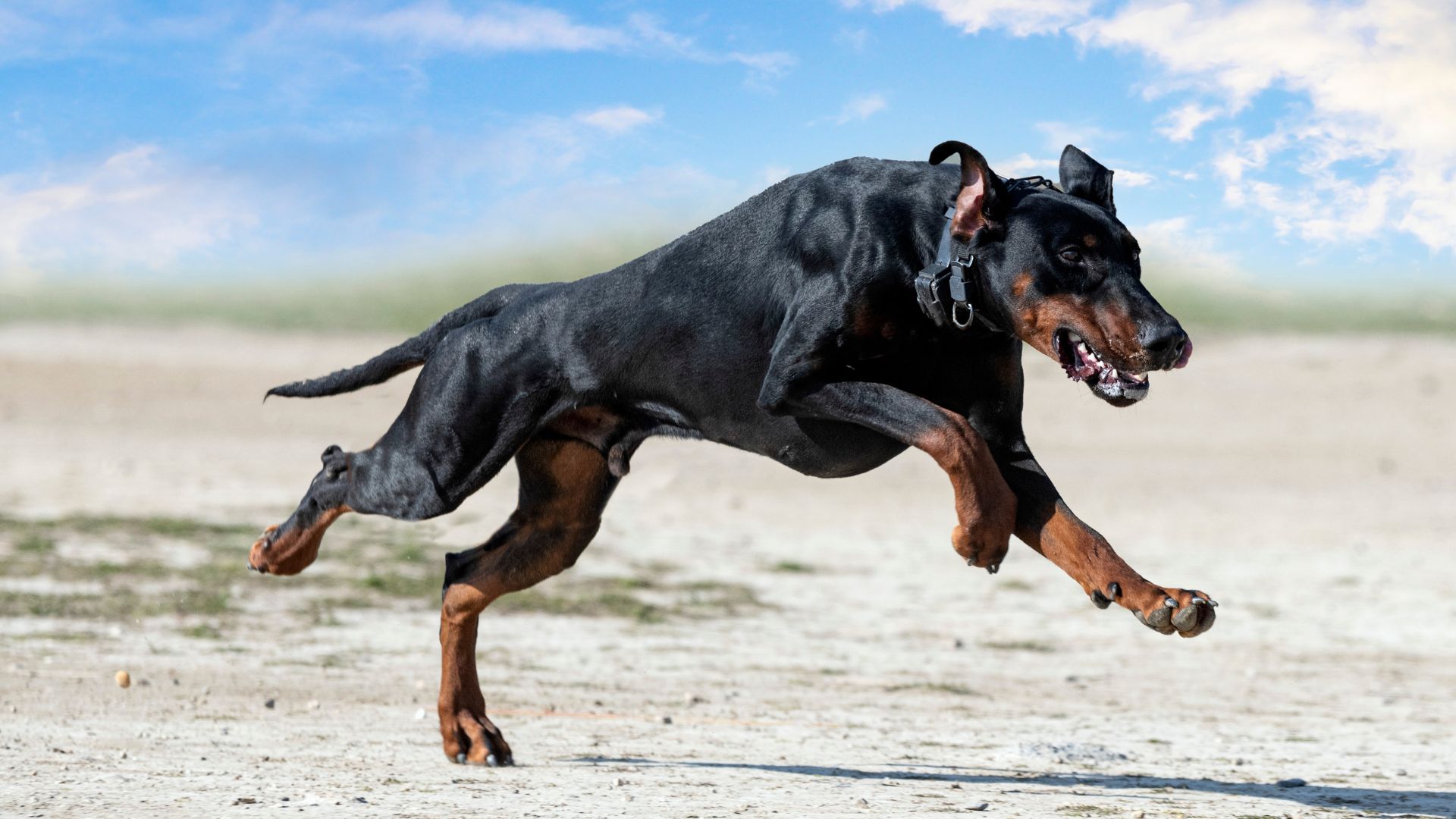 7 Best Muscular Dog Breeds For Physical Tasks and Work Efficiency