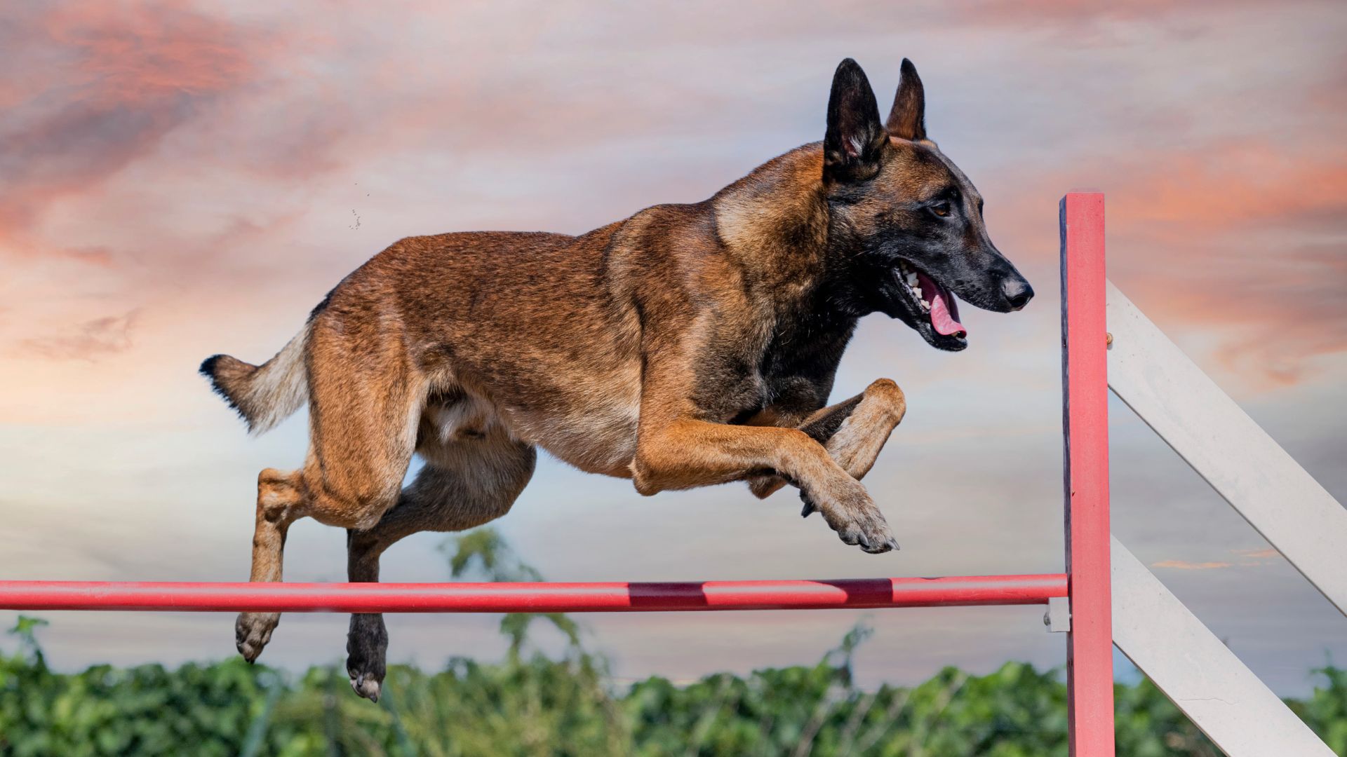 7 Best Muscular Dog Breeds To Have For Extraordinary Agility
