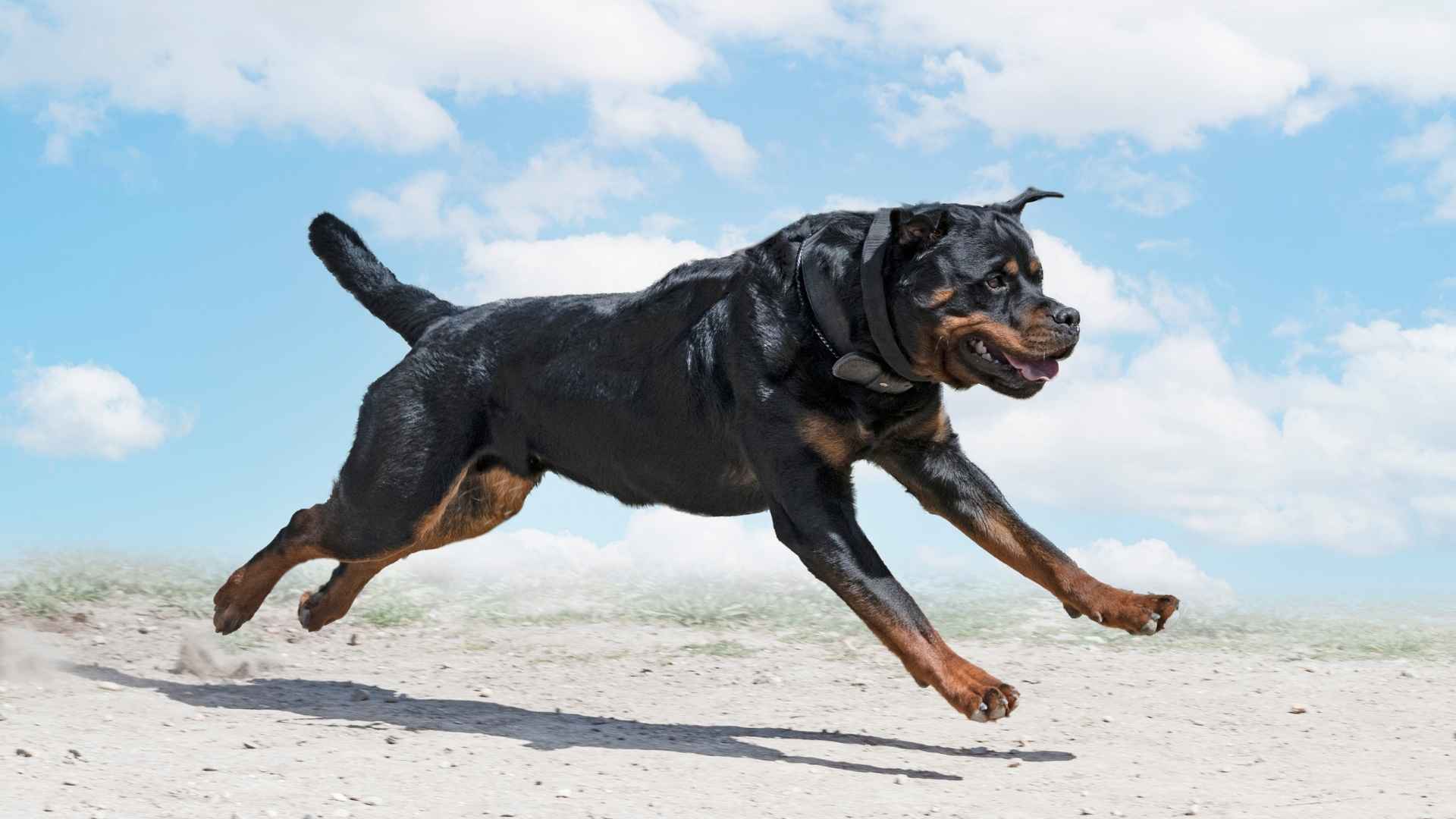 7 Best Muscular Dog Breeds To Take On Any Task