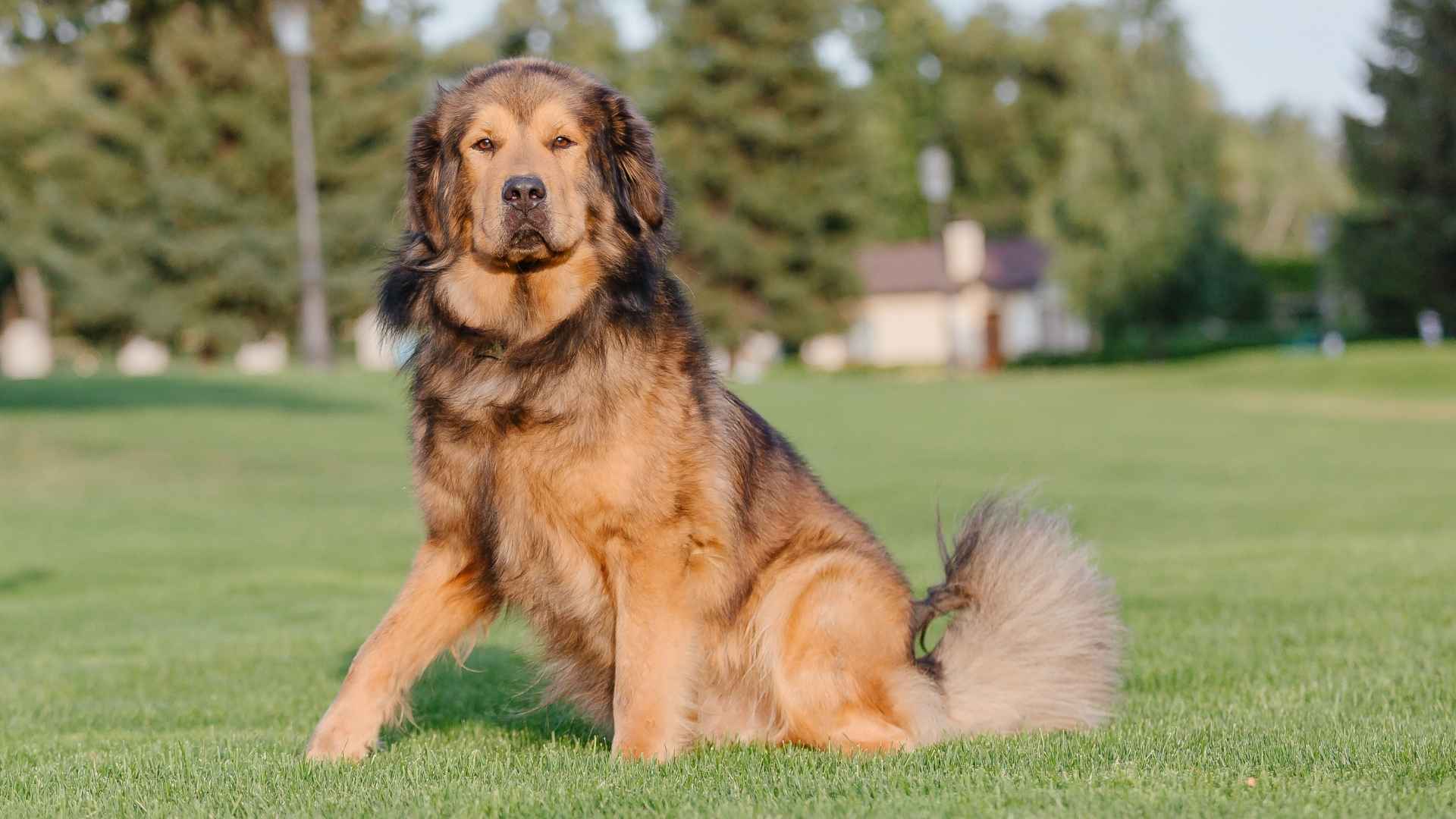 7 Best Muscular Dog Breeds With Thick Fur