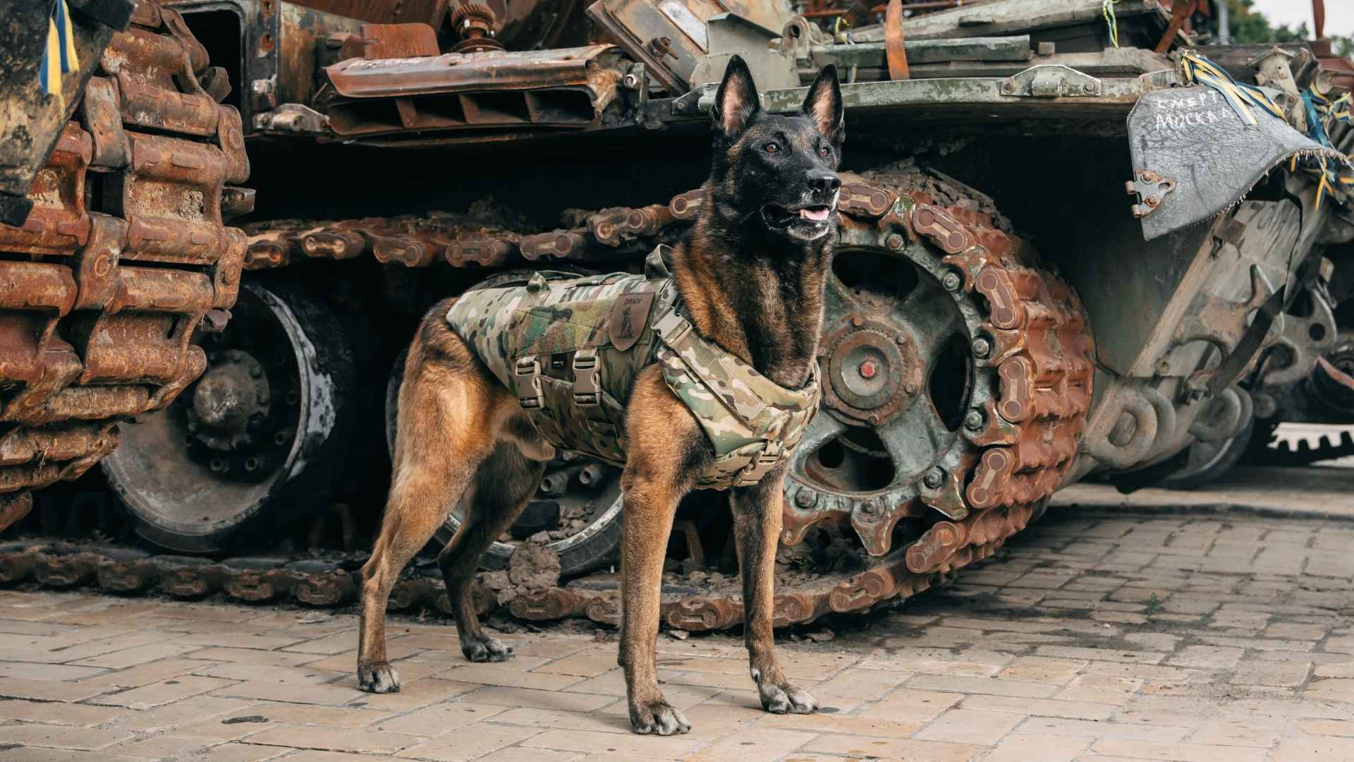 7 Best Muscular War Dog Breeds: Strength and Loyalty Combined