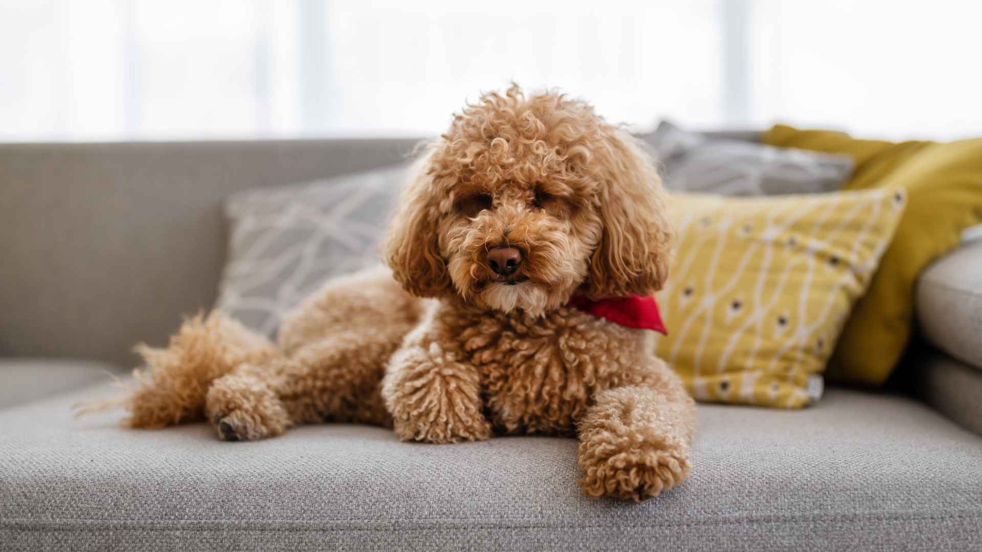 7 Best Obedient Dog Breeds For Allergy Sufferers