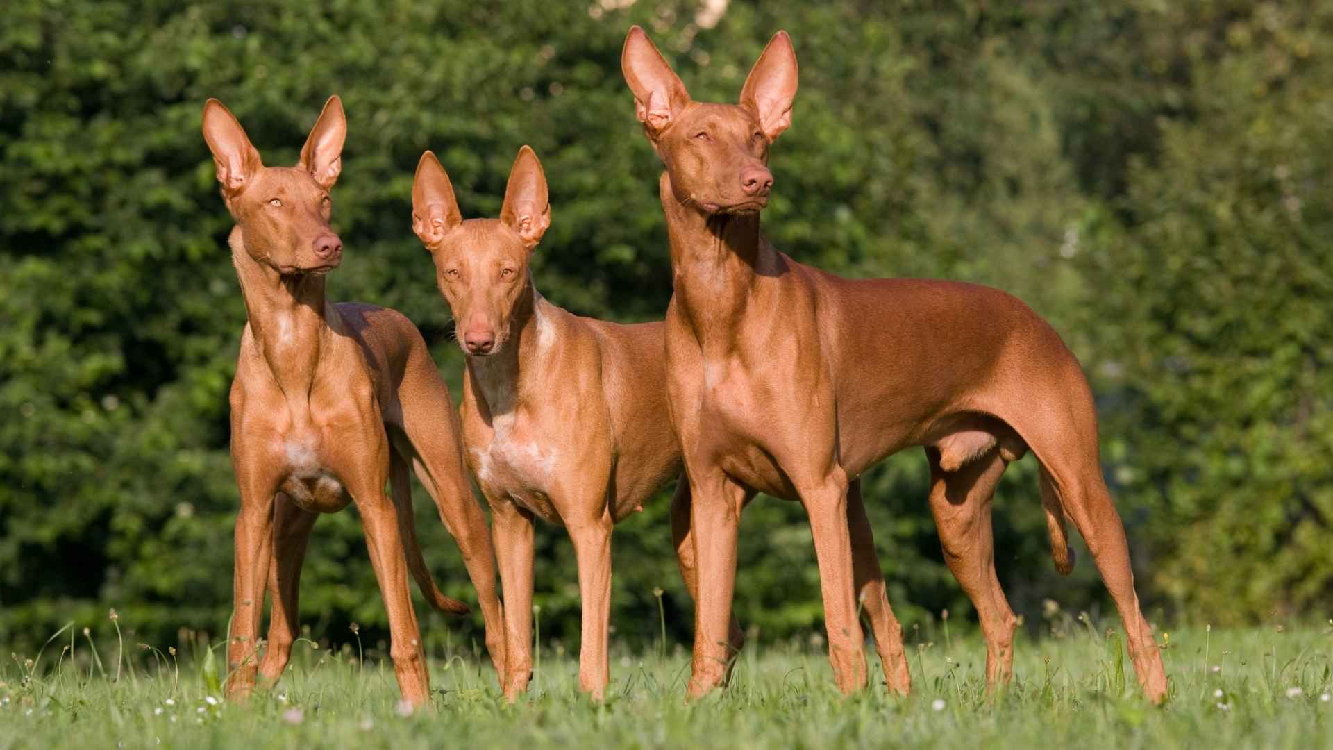 7 Best Rare Dog Breeds You Can’t Afford
