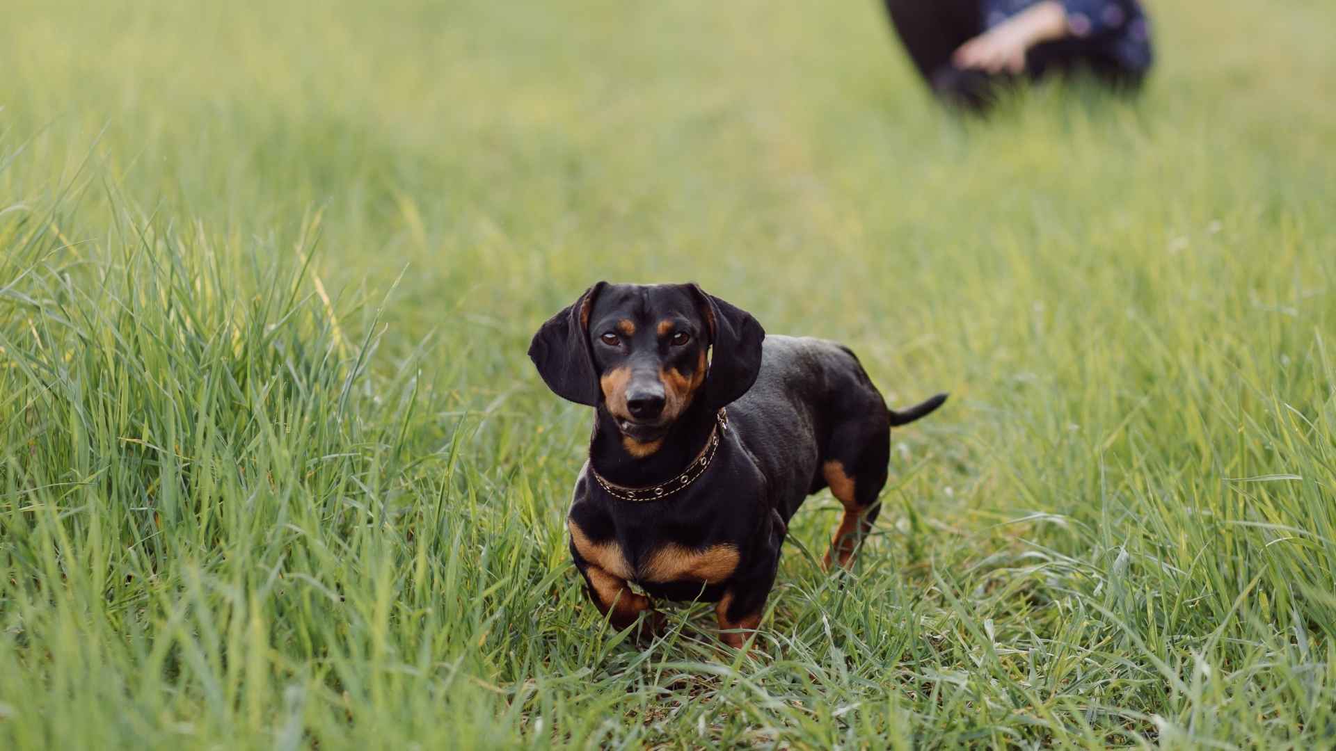 7 Best Small Dog Breeds Known For Protecting Their Humans