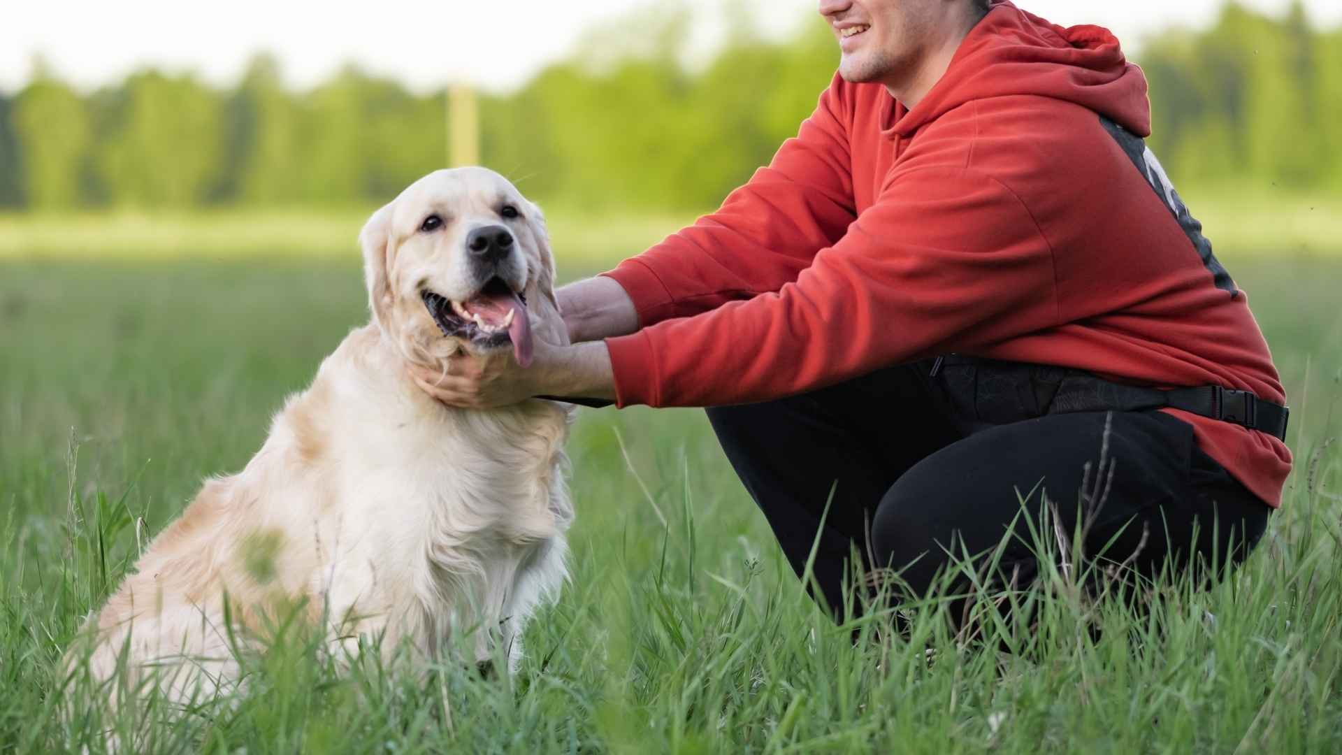 7 Best Smart Retriever Dog Breeds
