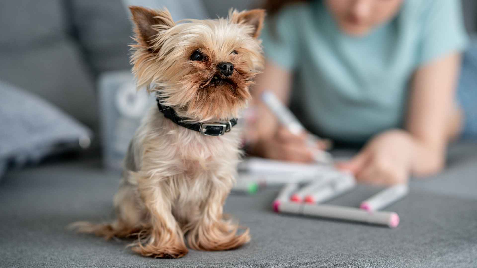 7 Best Teacup Dog Breeds For Artistic Individuals